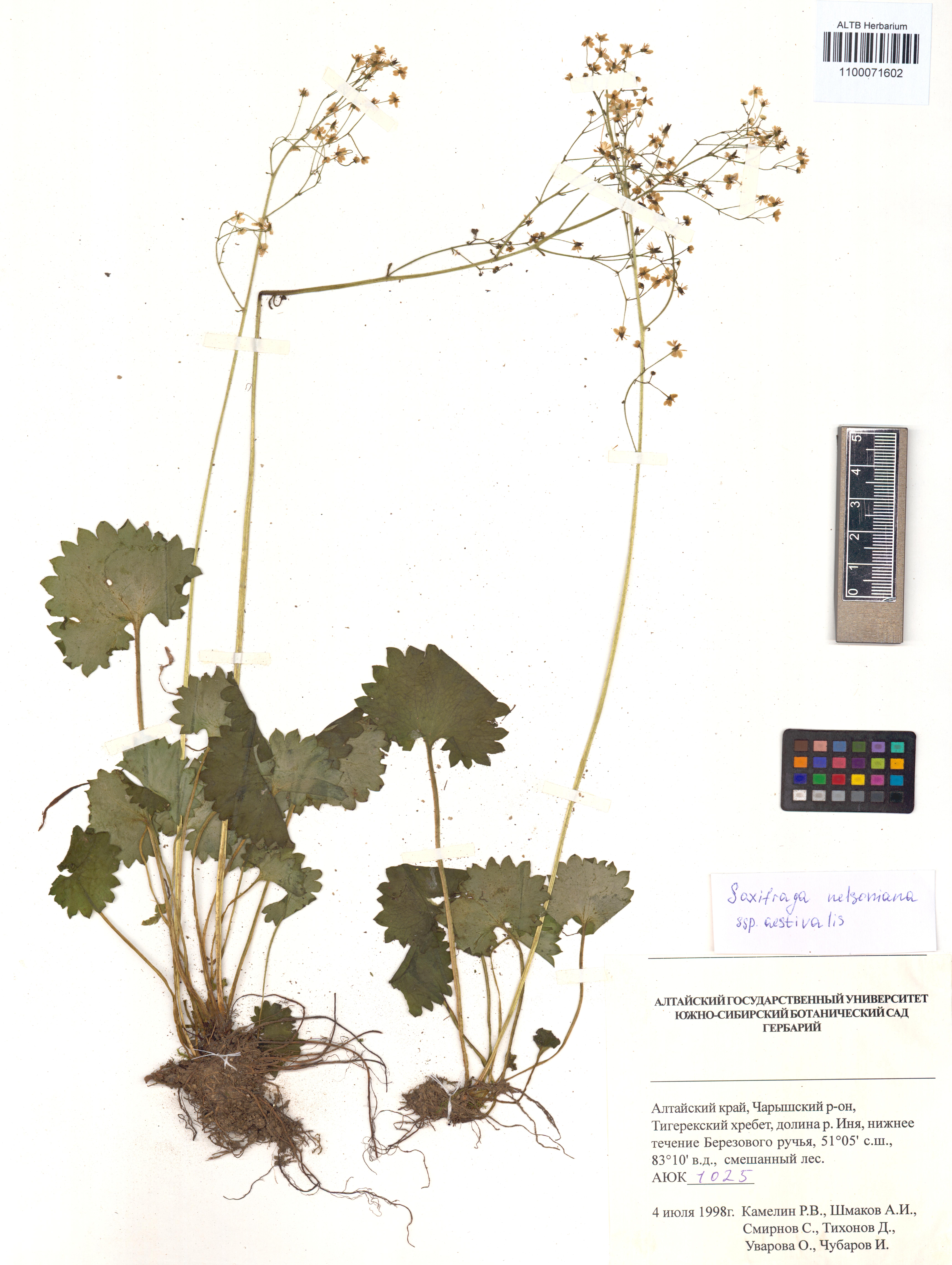 Saxifraga nelsoniana subsp. aestivalis (Fisch. & C.A.Mey.) D.A.Webb