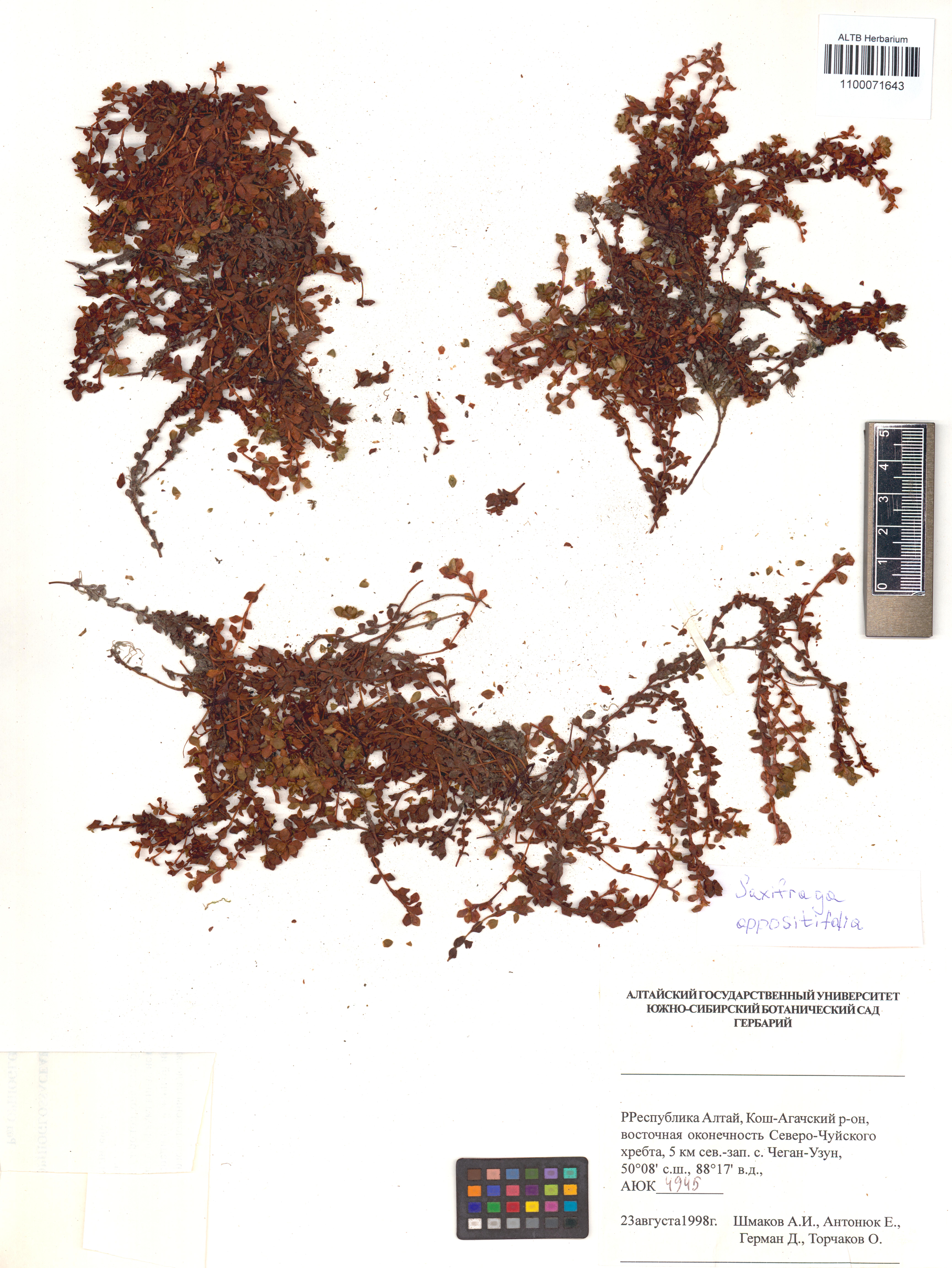 Saxifraga oppositifolia L.