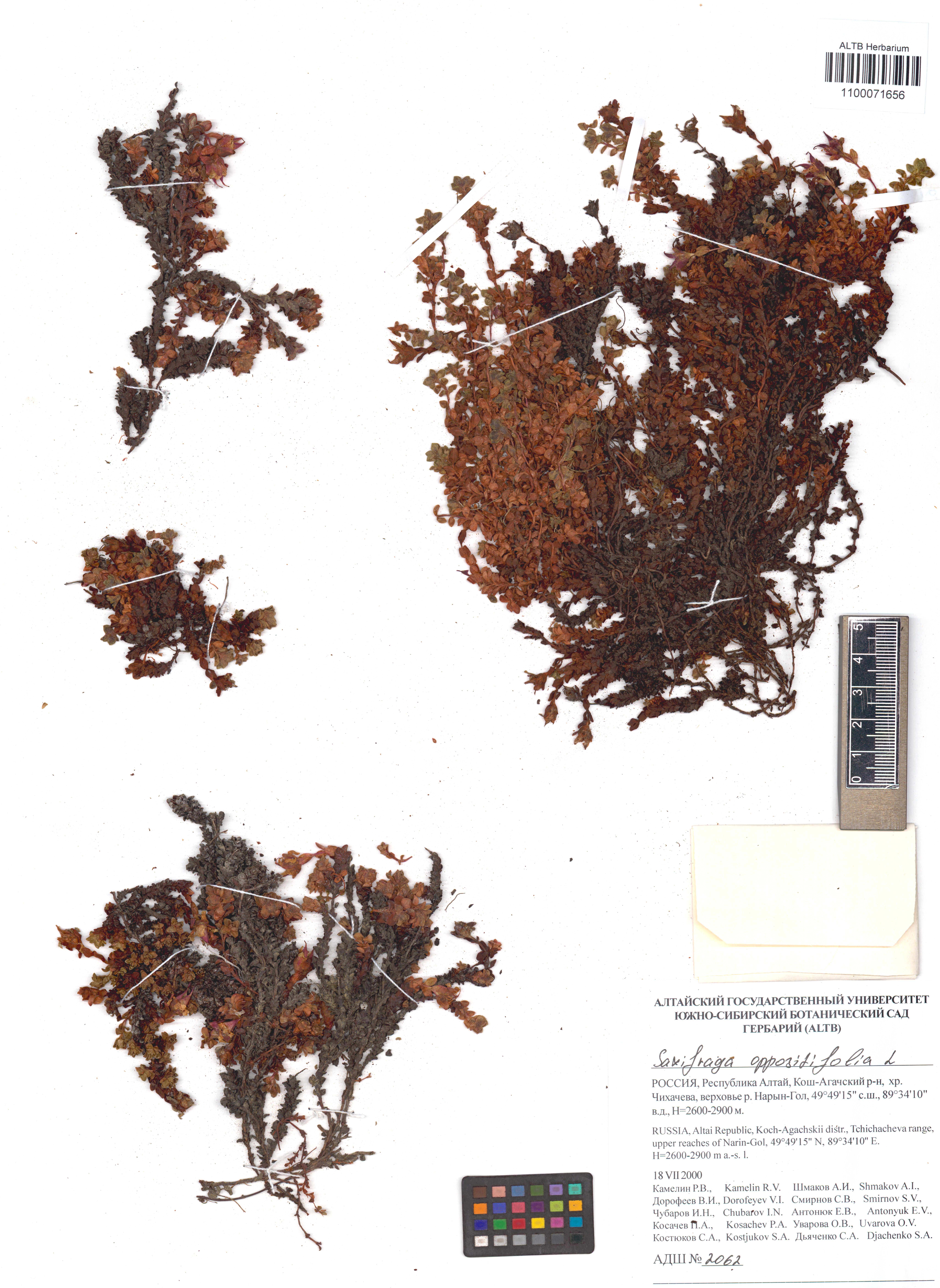 Saxifraga oppositifolia L.