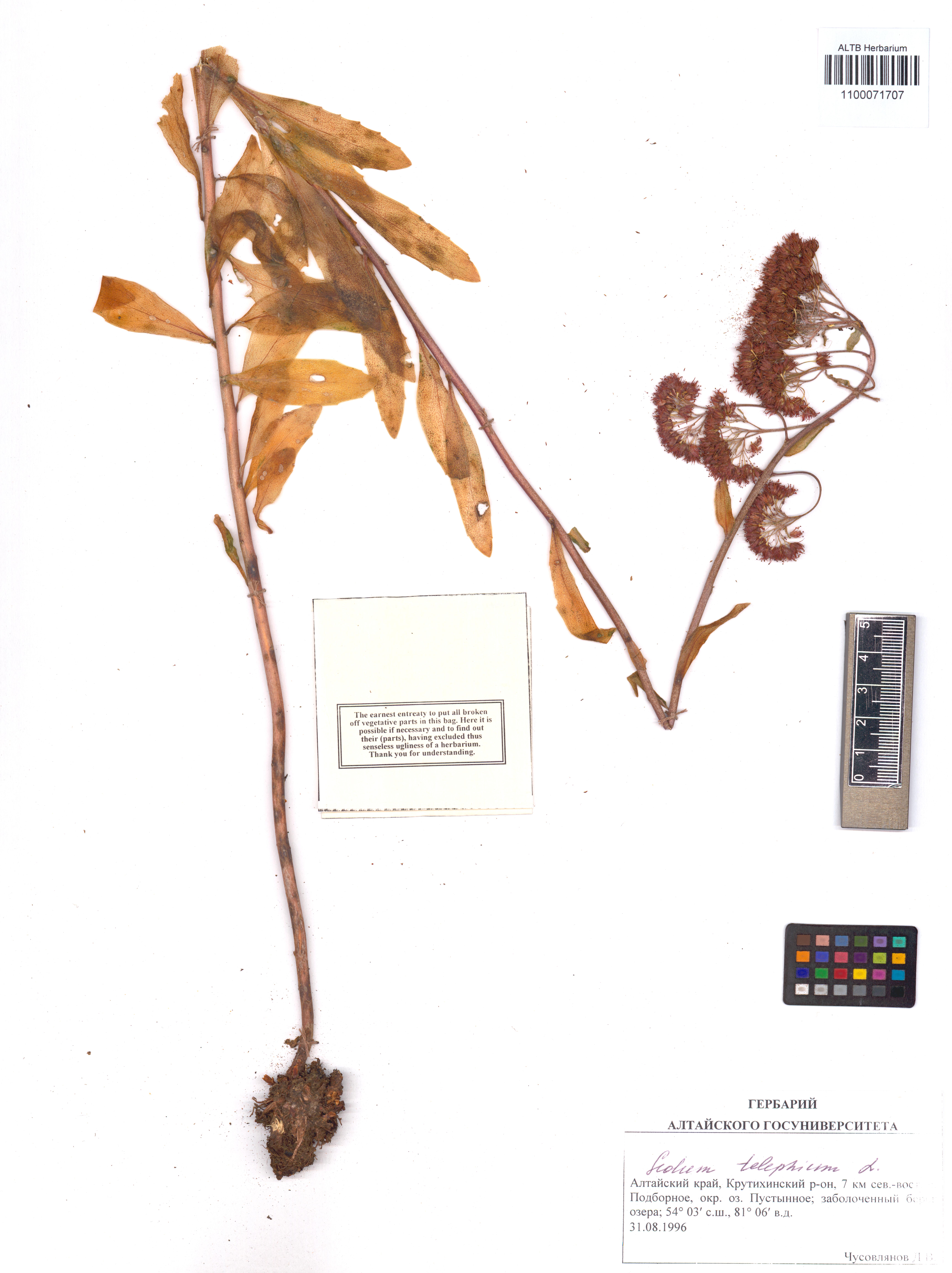 Sedum telephium L.