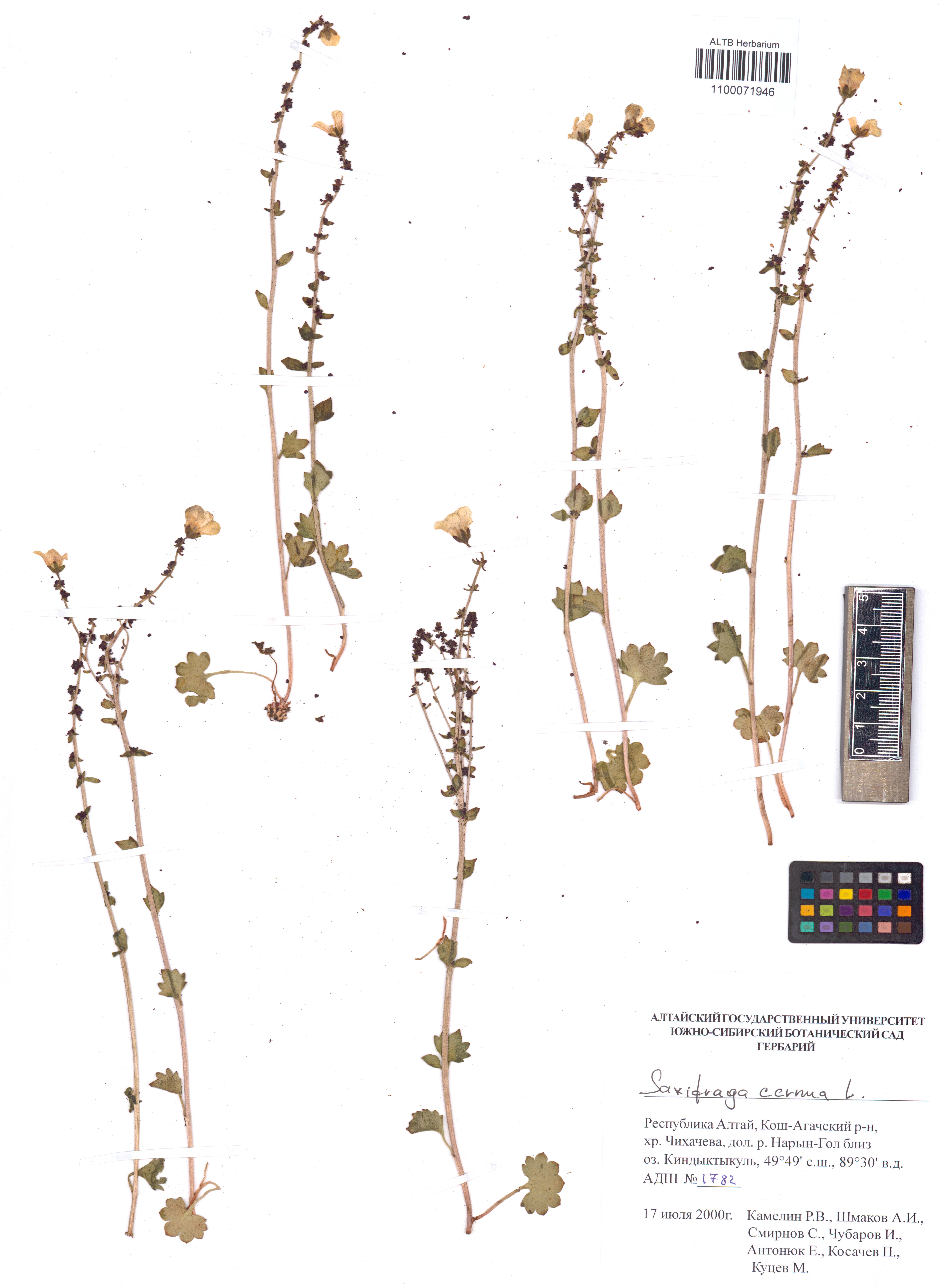 Saxifraga cernua L.