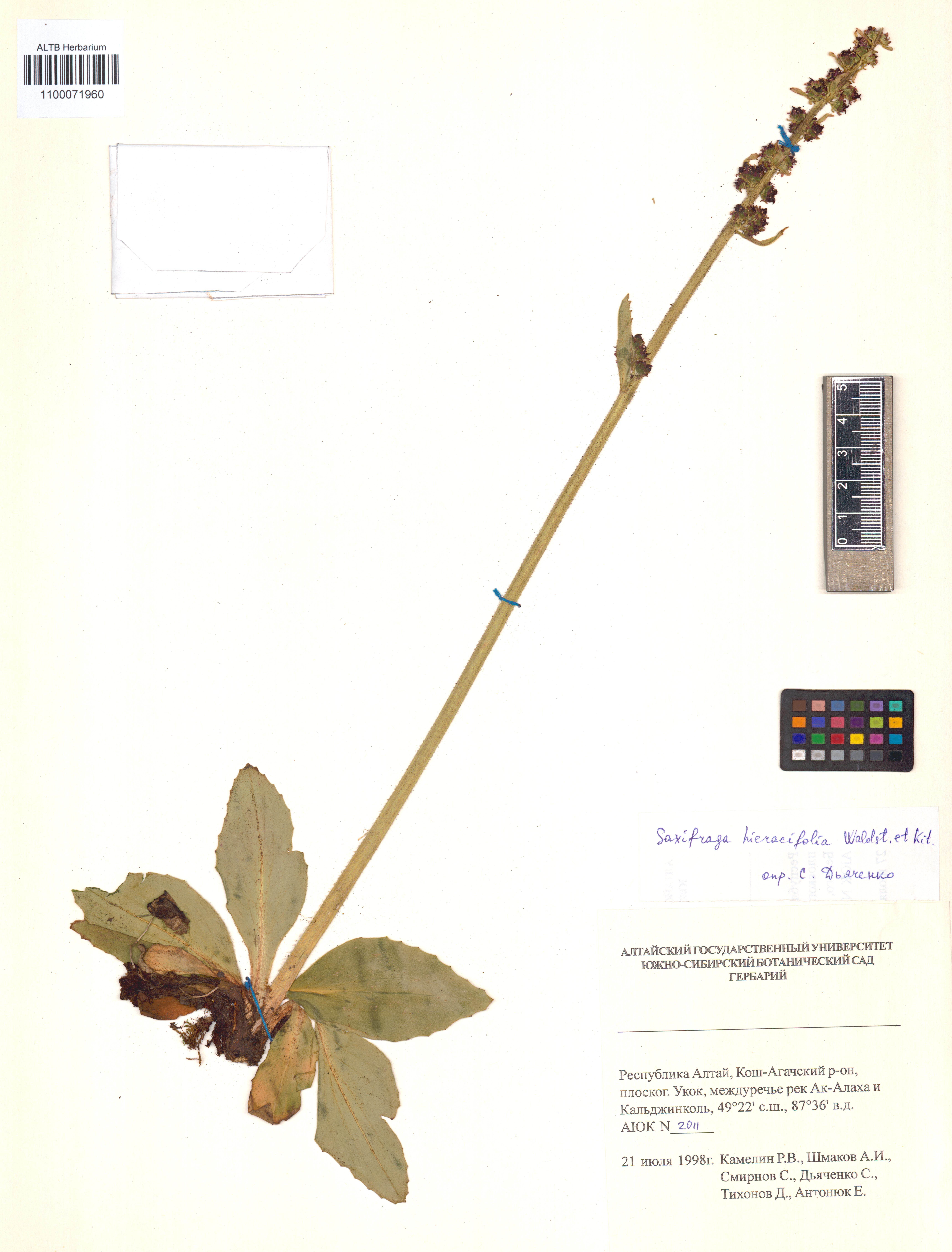 Saxifraga hieraciifolia Waldst. & Kit. ex Willd.