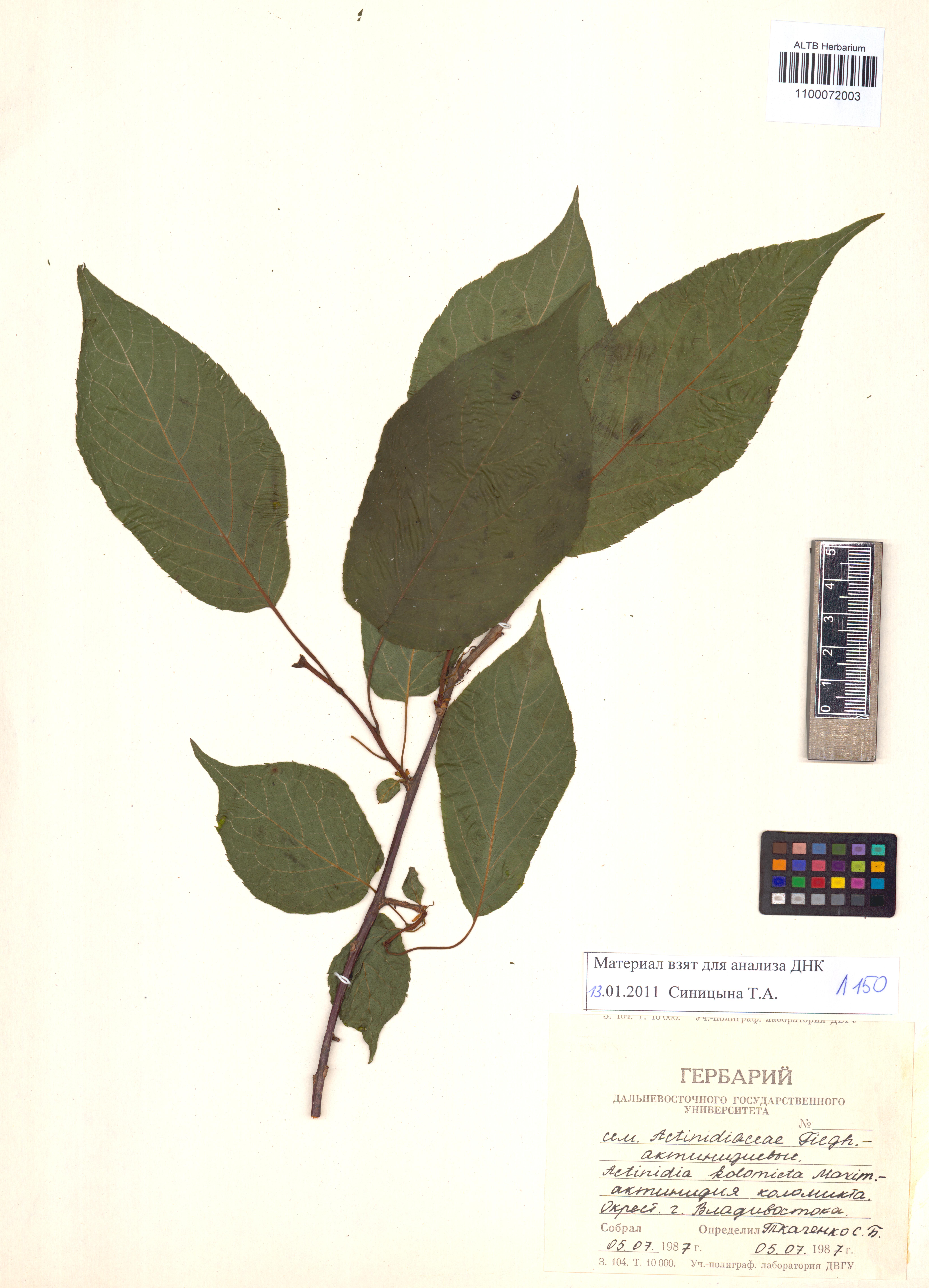 Actinidia kolomikta (Maxim. & Rupr.) Maxim.