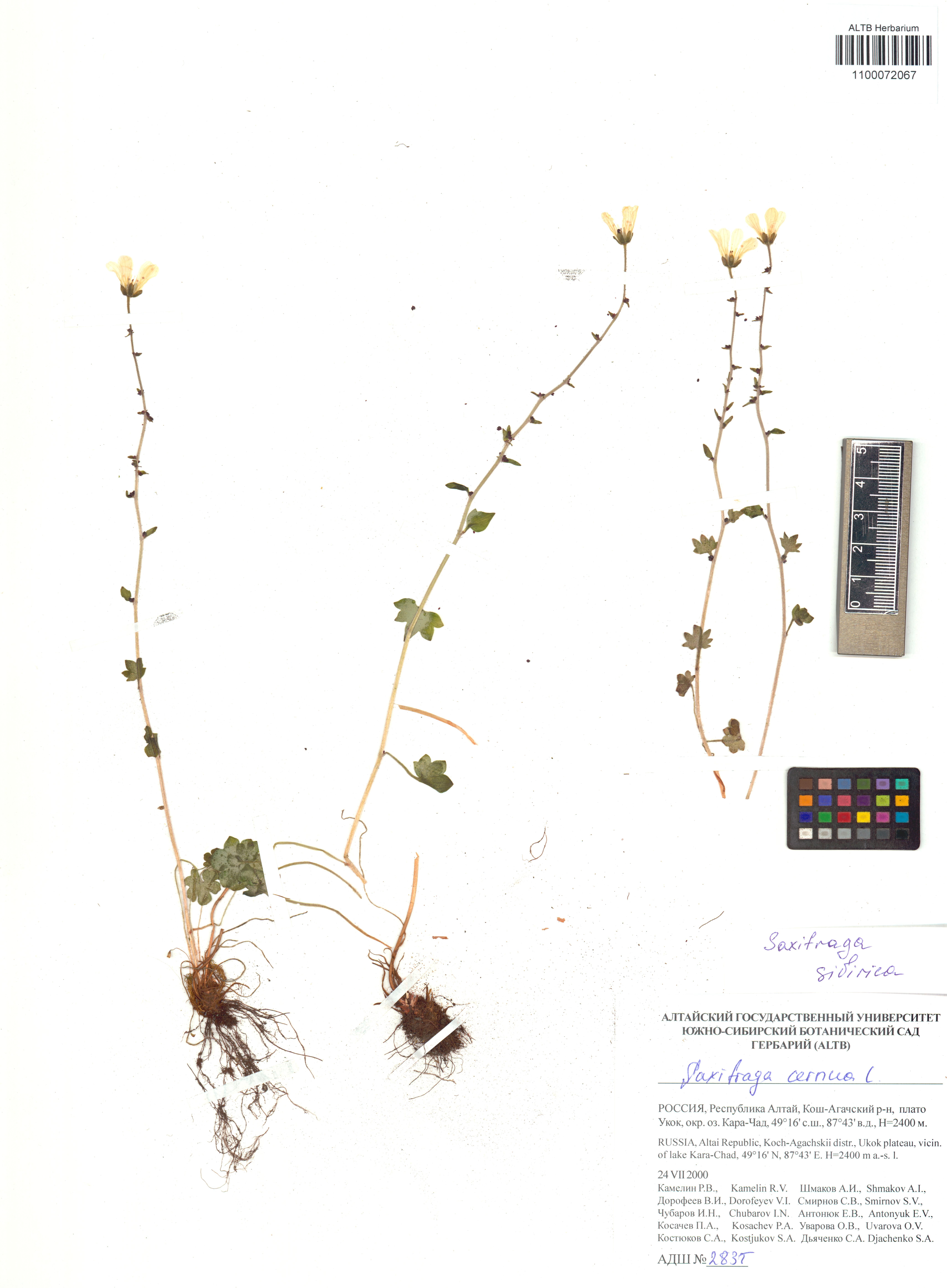 Saxifraga sibirica L.