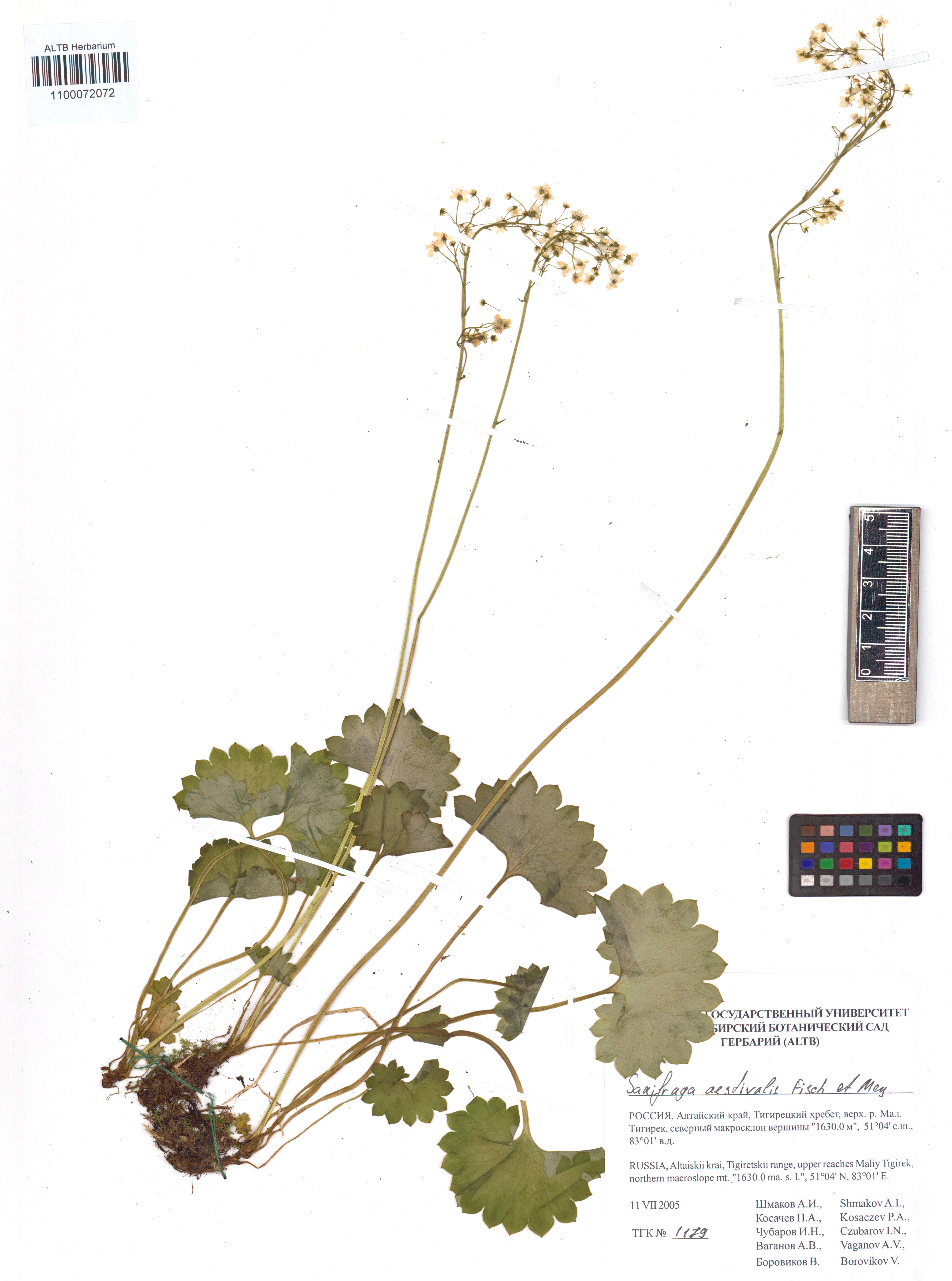 Saxifraga aestivalis Fisch. & C.A.Mey.