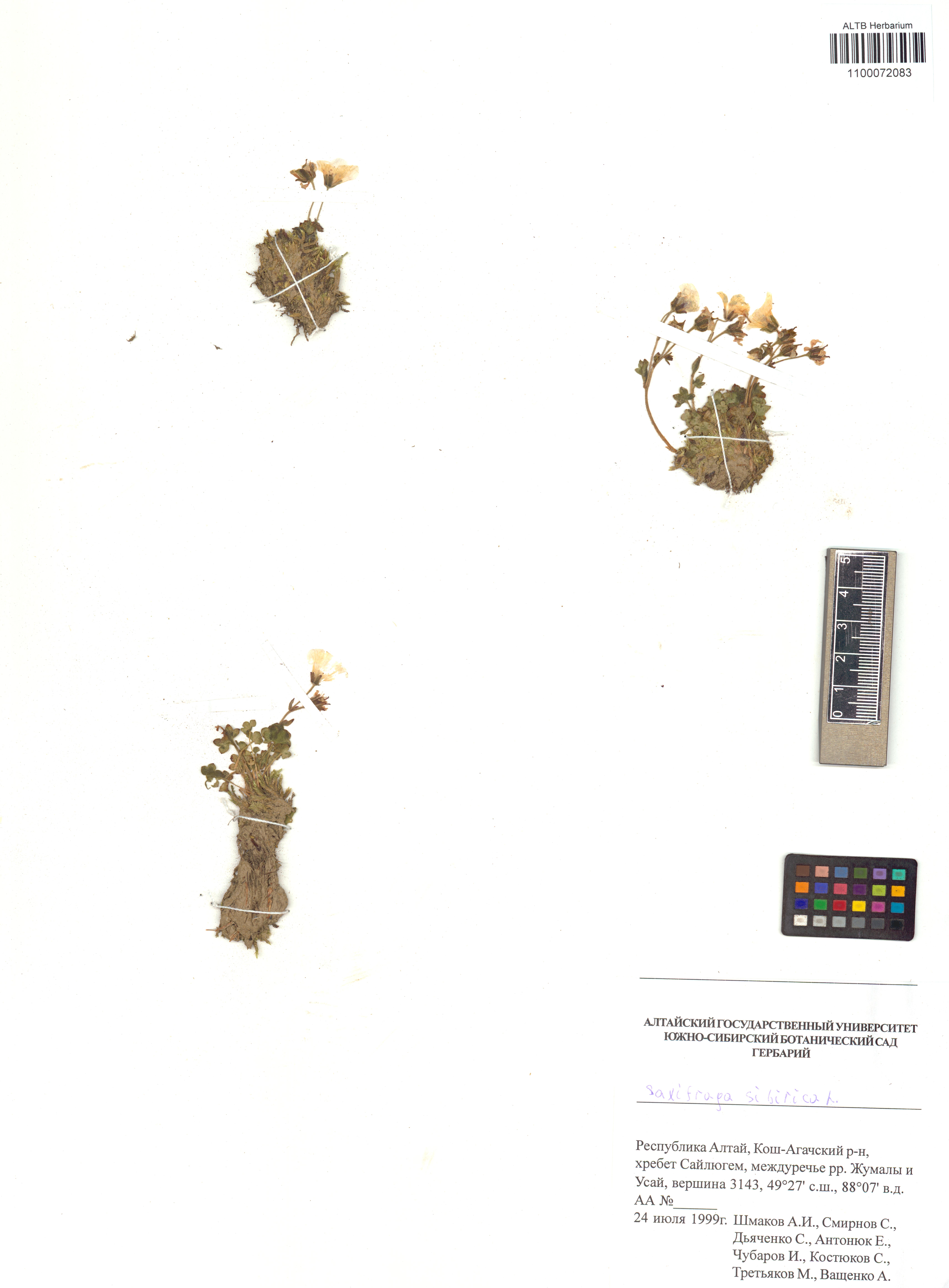 Saxifraga sibirica L.