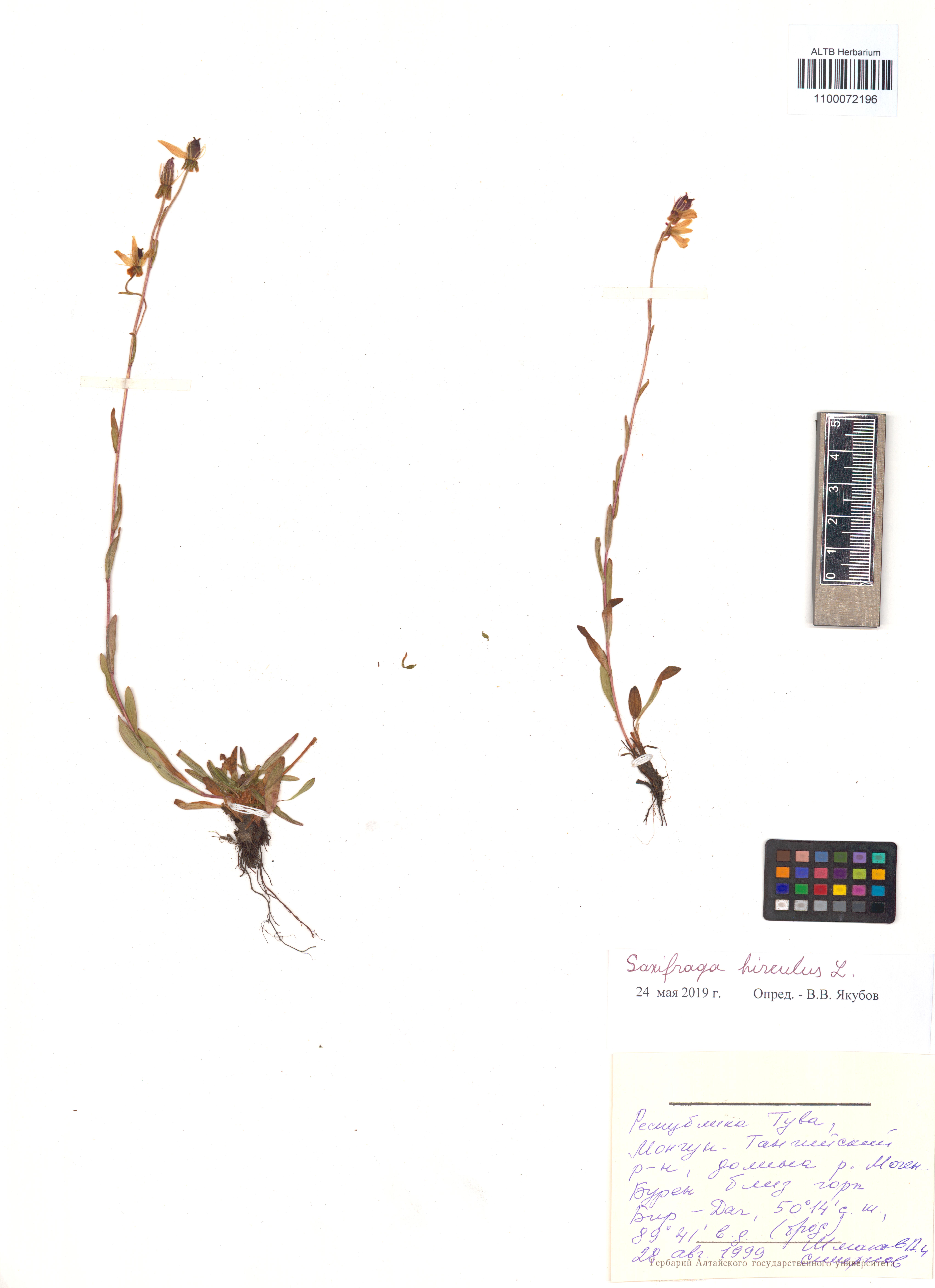 Saxifraga hirculus L.