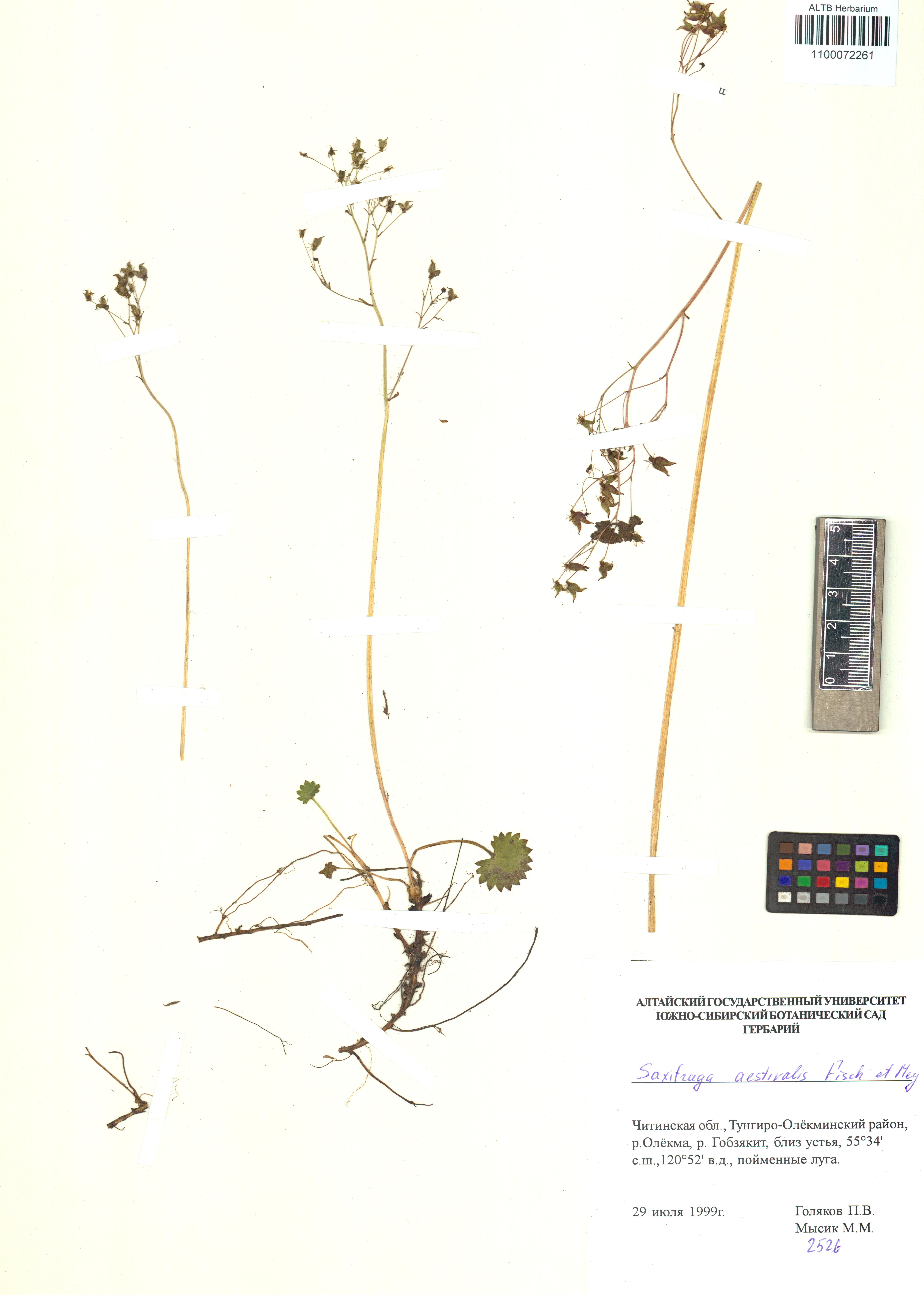 Saxifraga aestivalis Fisch. & C.A.Mey.