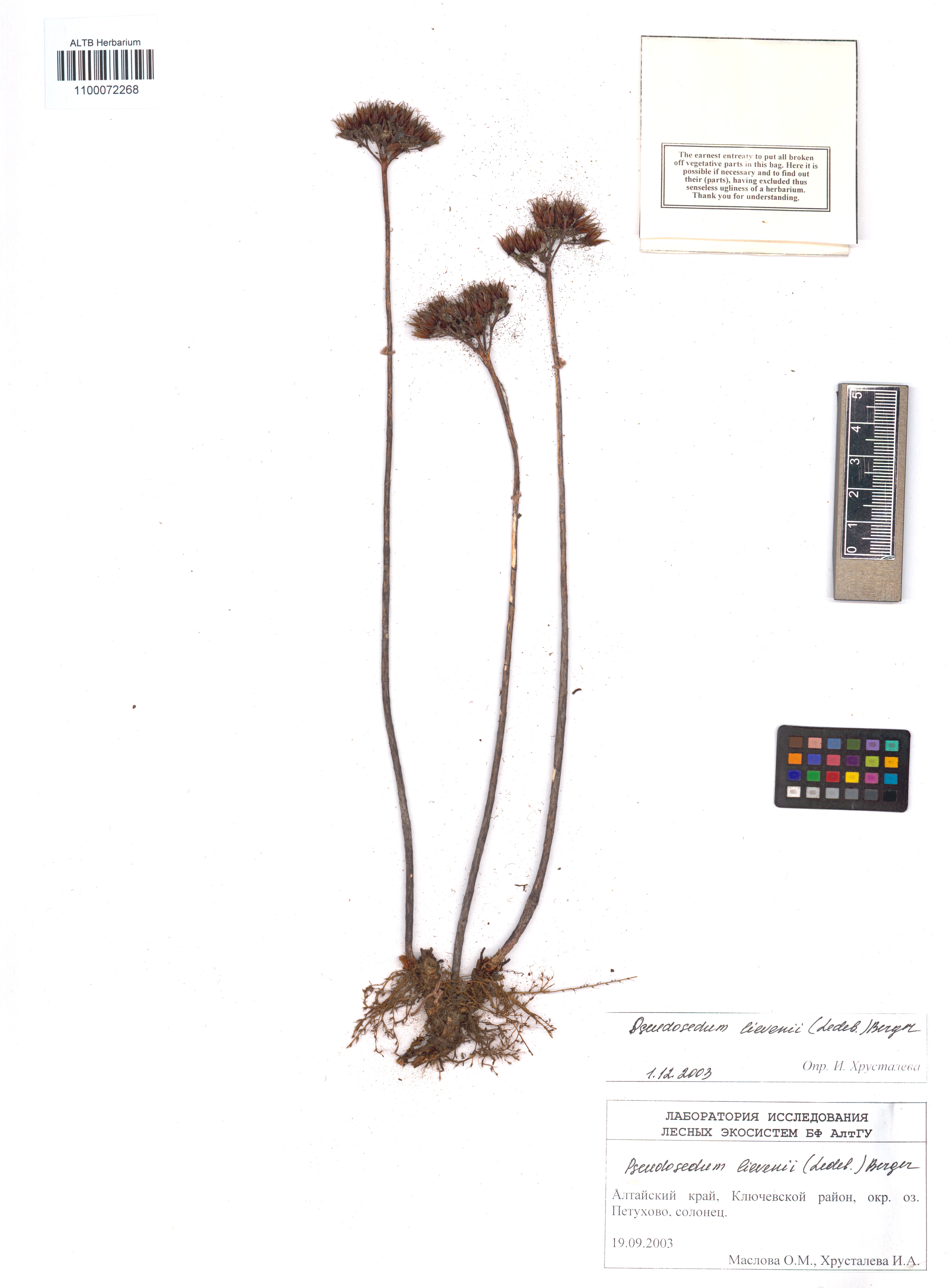 Pseudosedum lievenii (Ledeb.) A.Berger