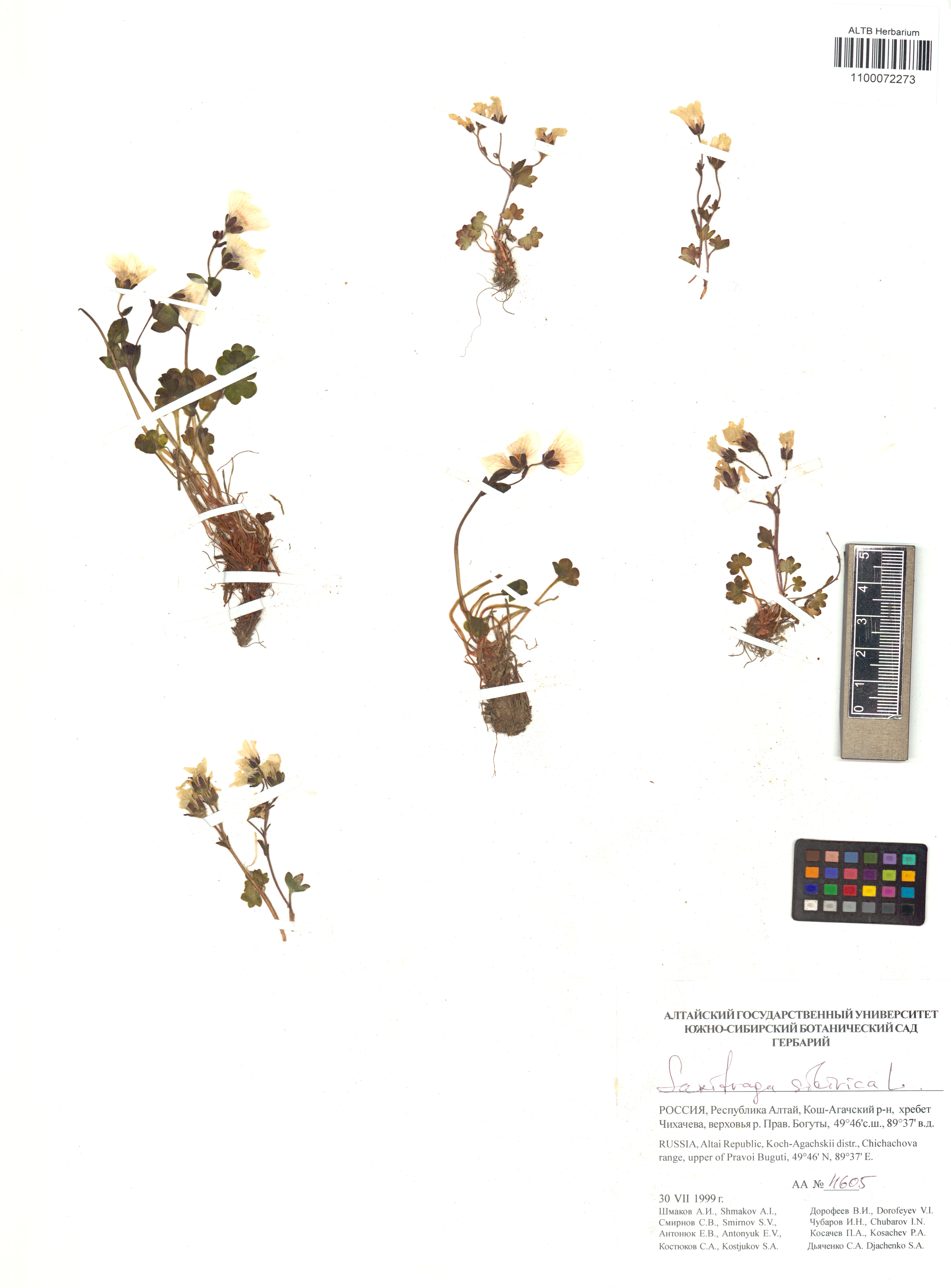 Saxifraga sibirica L.