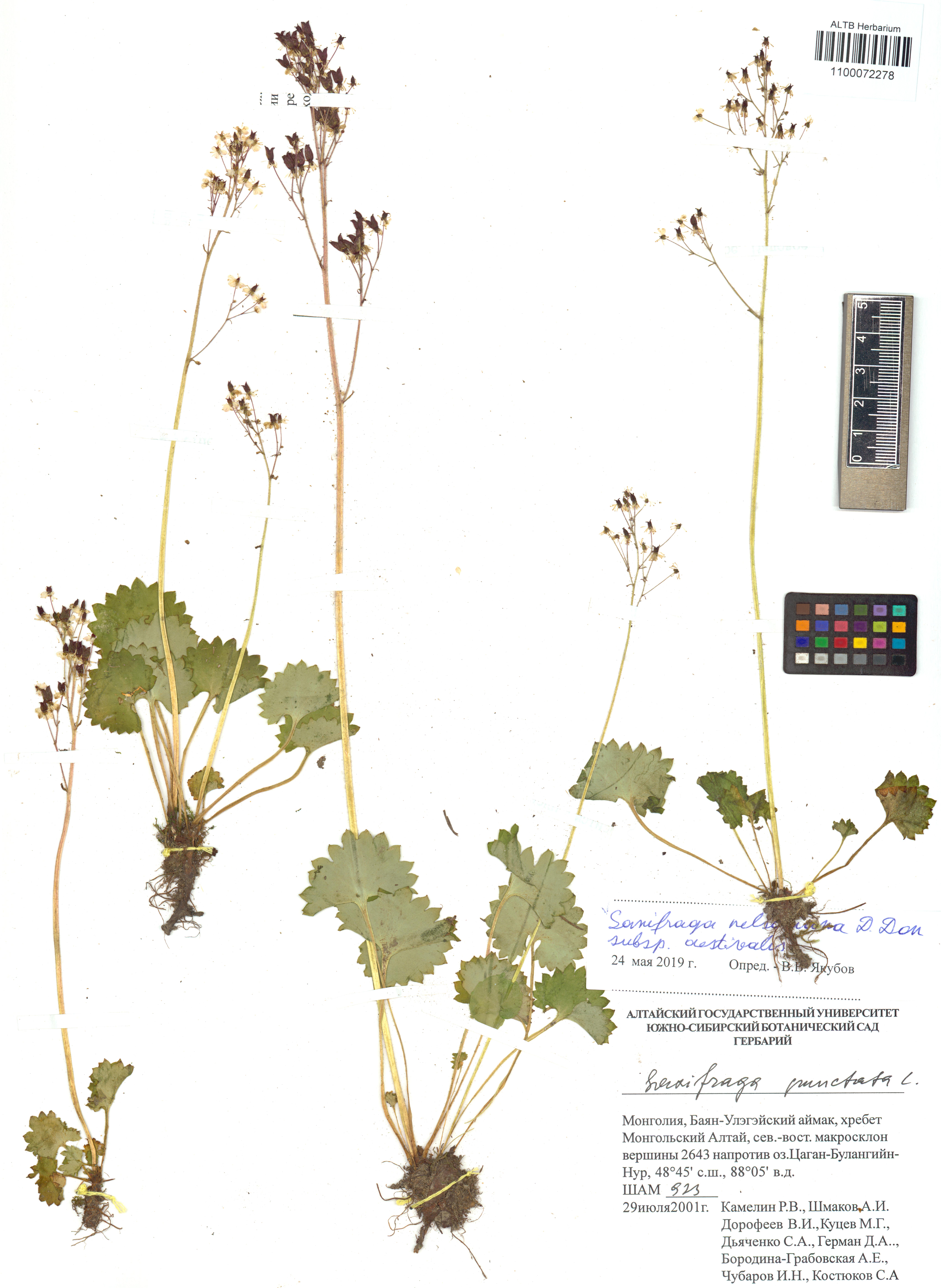 Saxifraga nelsoniana subsp. aestivalis (Fisch. & C.A.Mey.) D.A.Webb