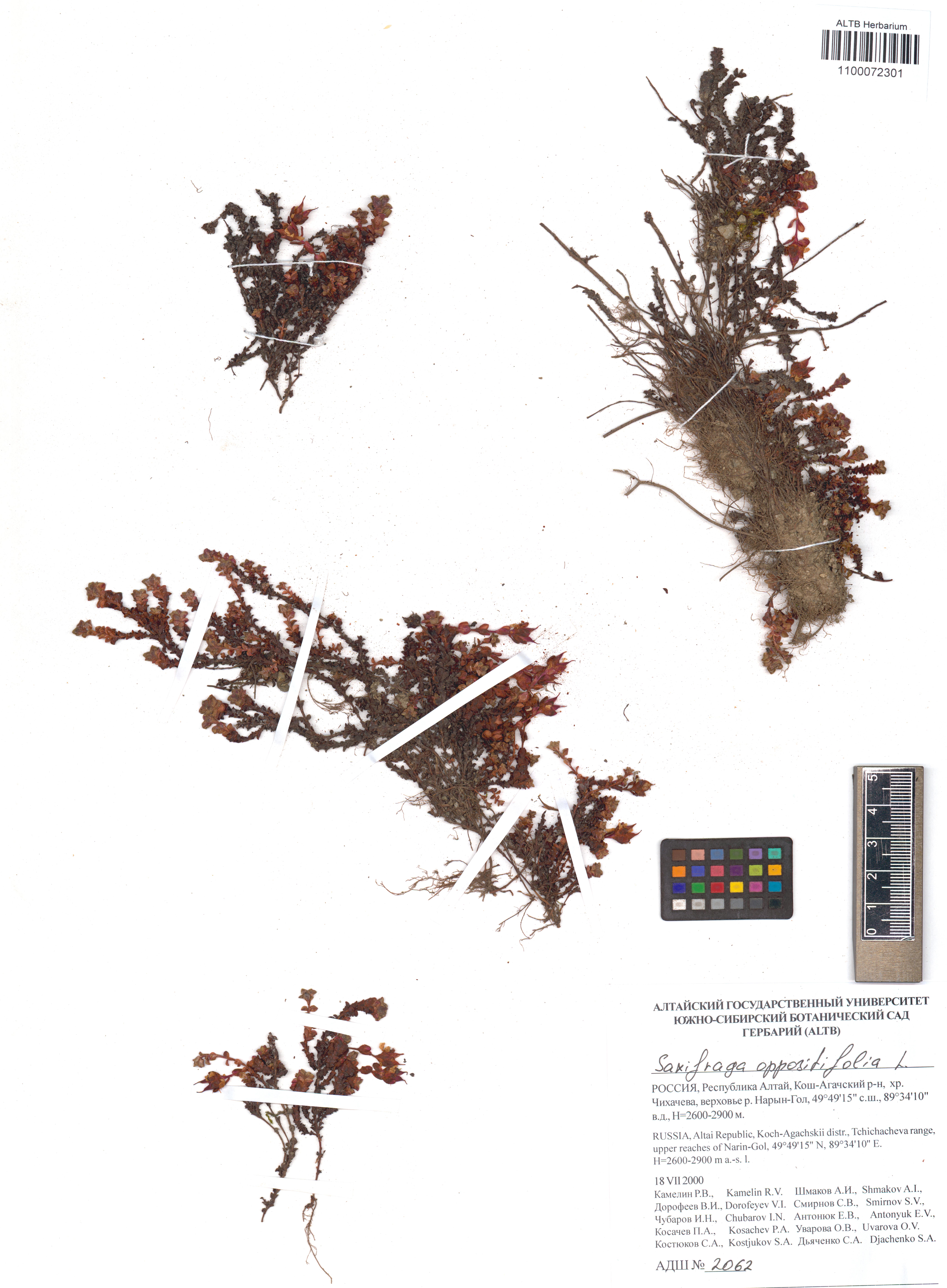 Saxifraga oppositifolia L.