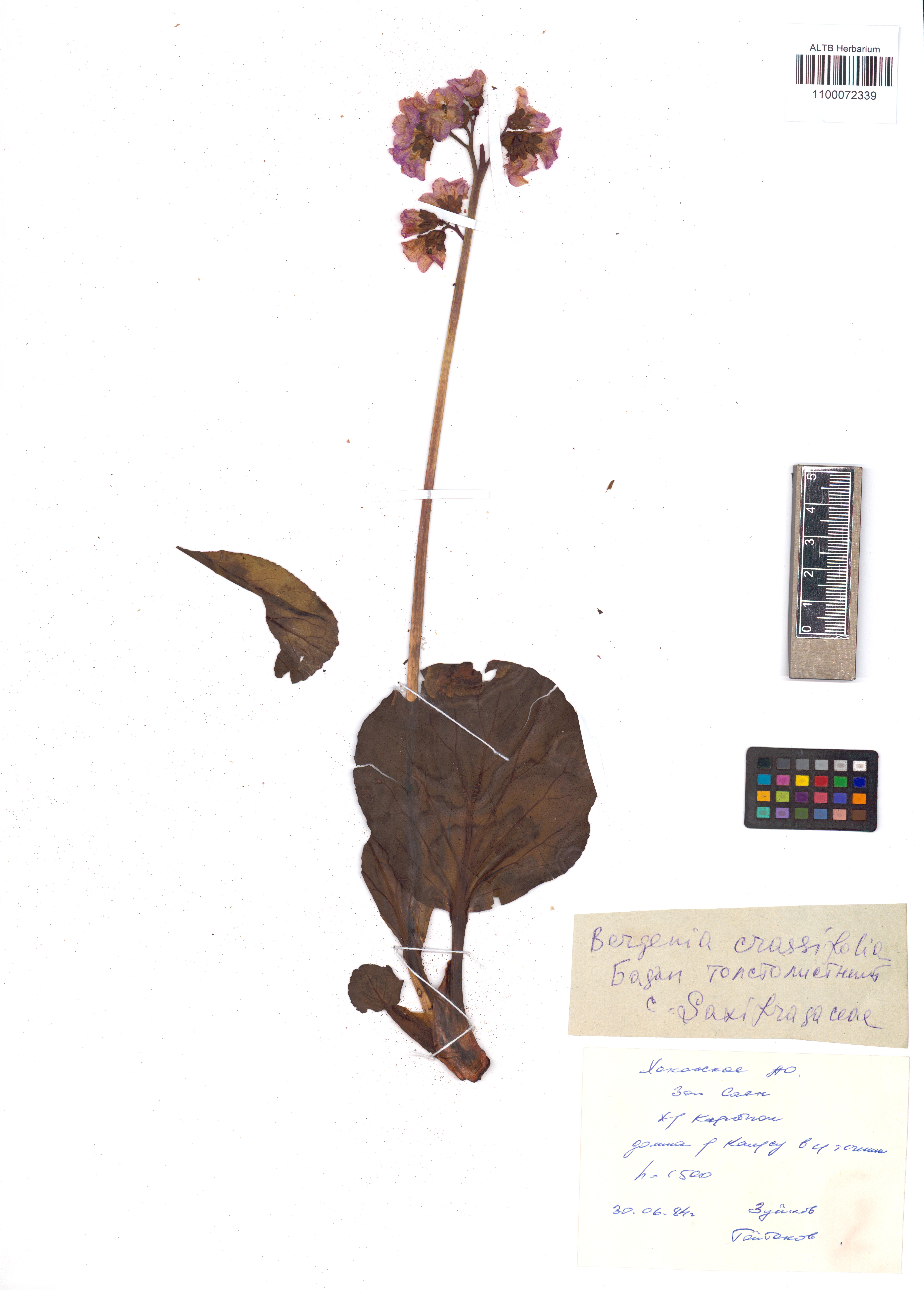 Bergenia crassifolia (L.) Fritsch