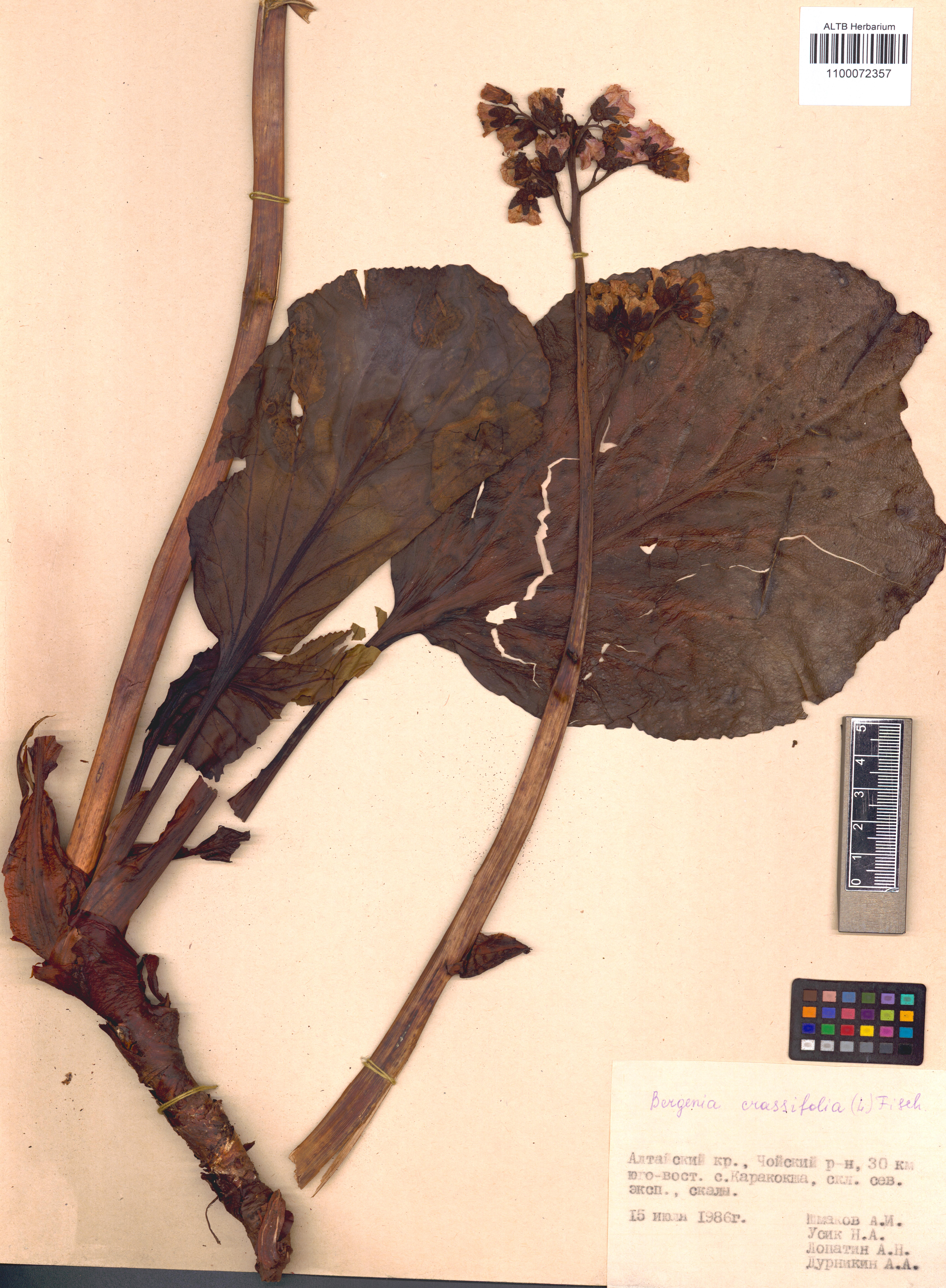 Bergenia crassifolia (L.) Fritsch