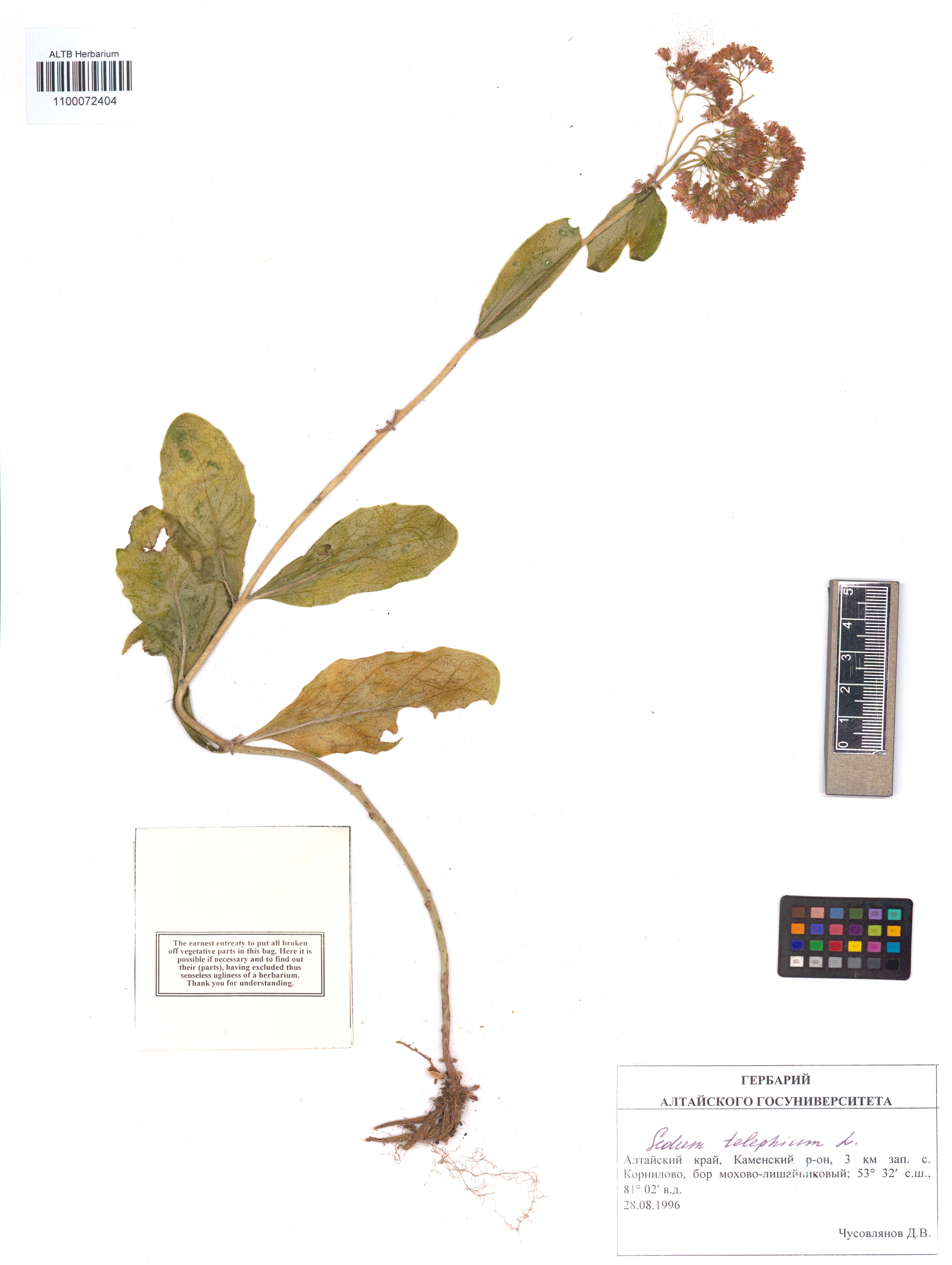 Sedum telephium L.