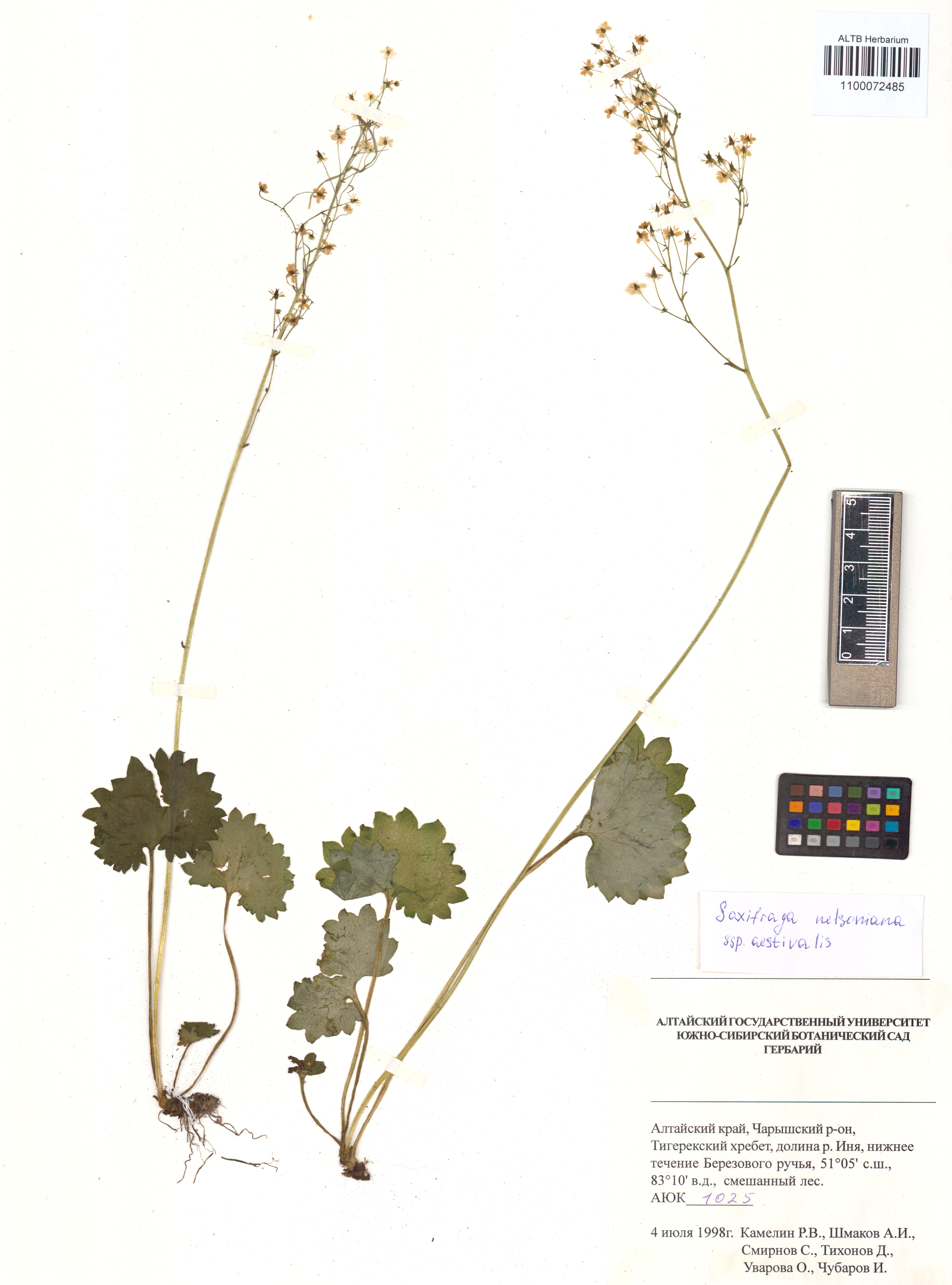 Saxifraga nelsoniana subsp. aestivalis (Fisch. & C.A.Mey.) D.A.Webb