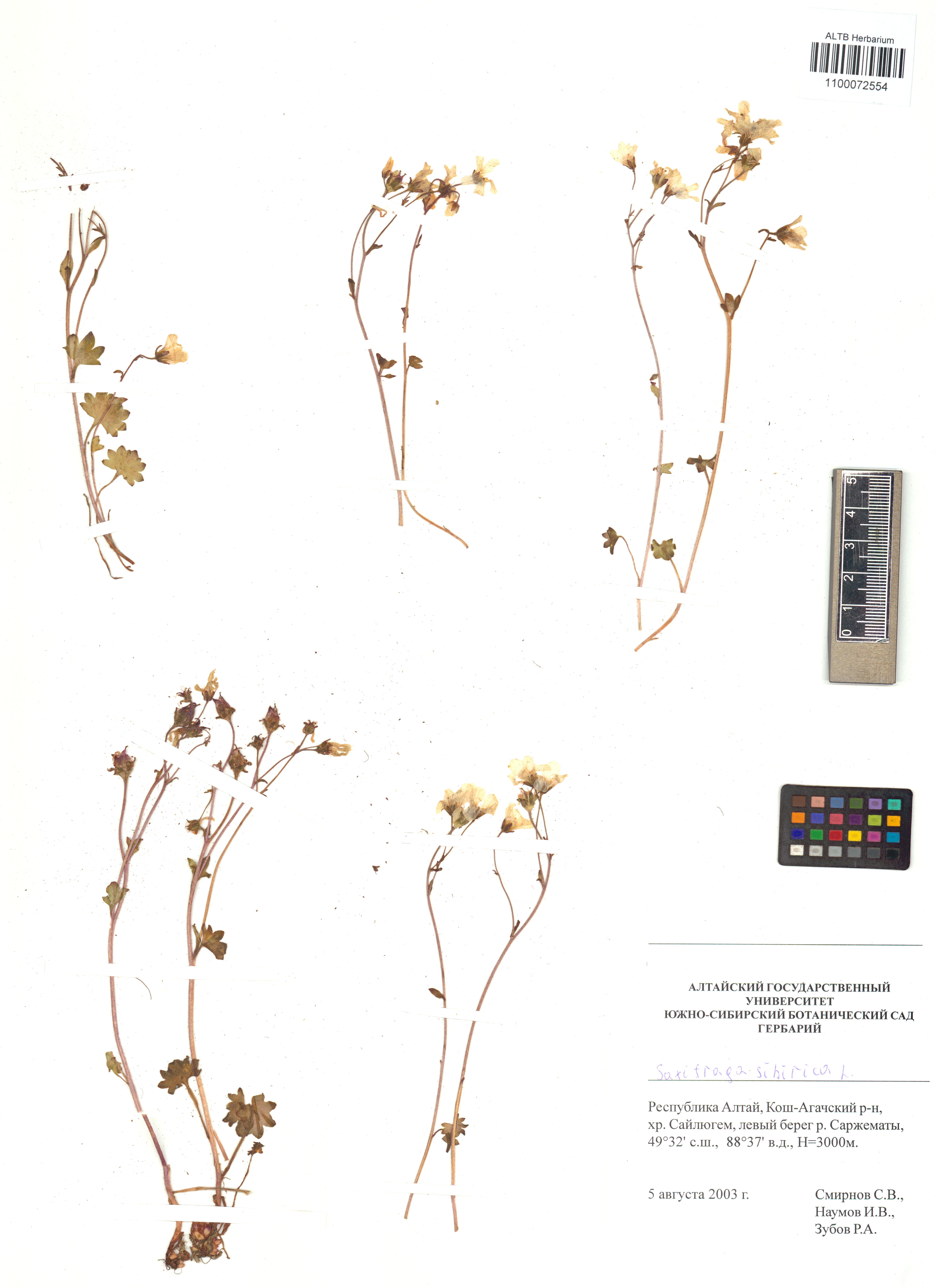 Saxifraga sibirica L.