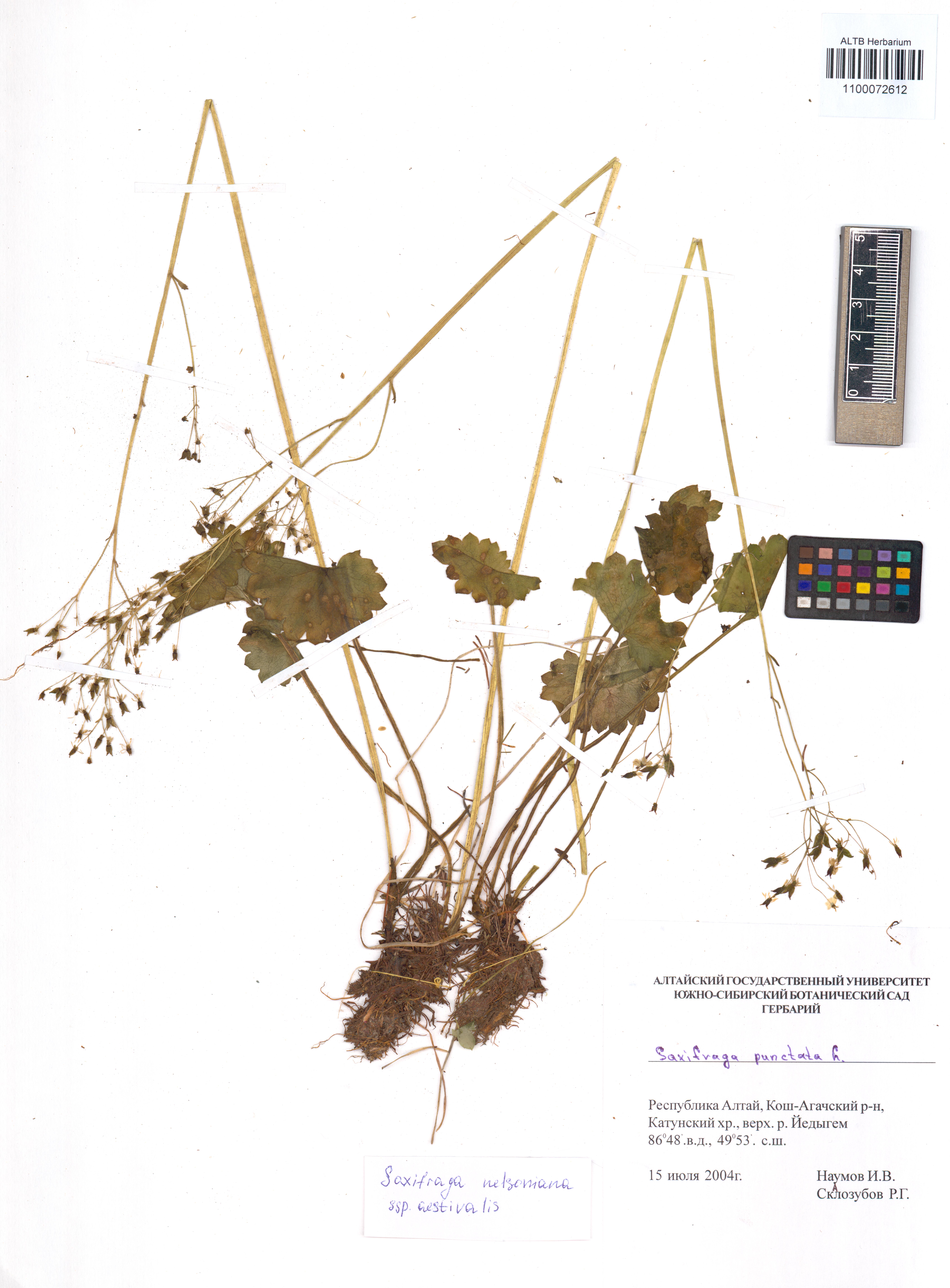 Saxifraga nelsoniana subsp. aestivalis (Fisch. & C.A.Mey.) D.A.Webb