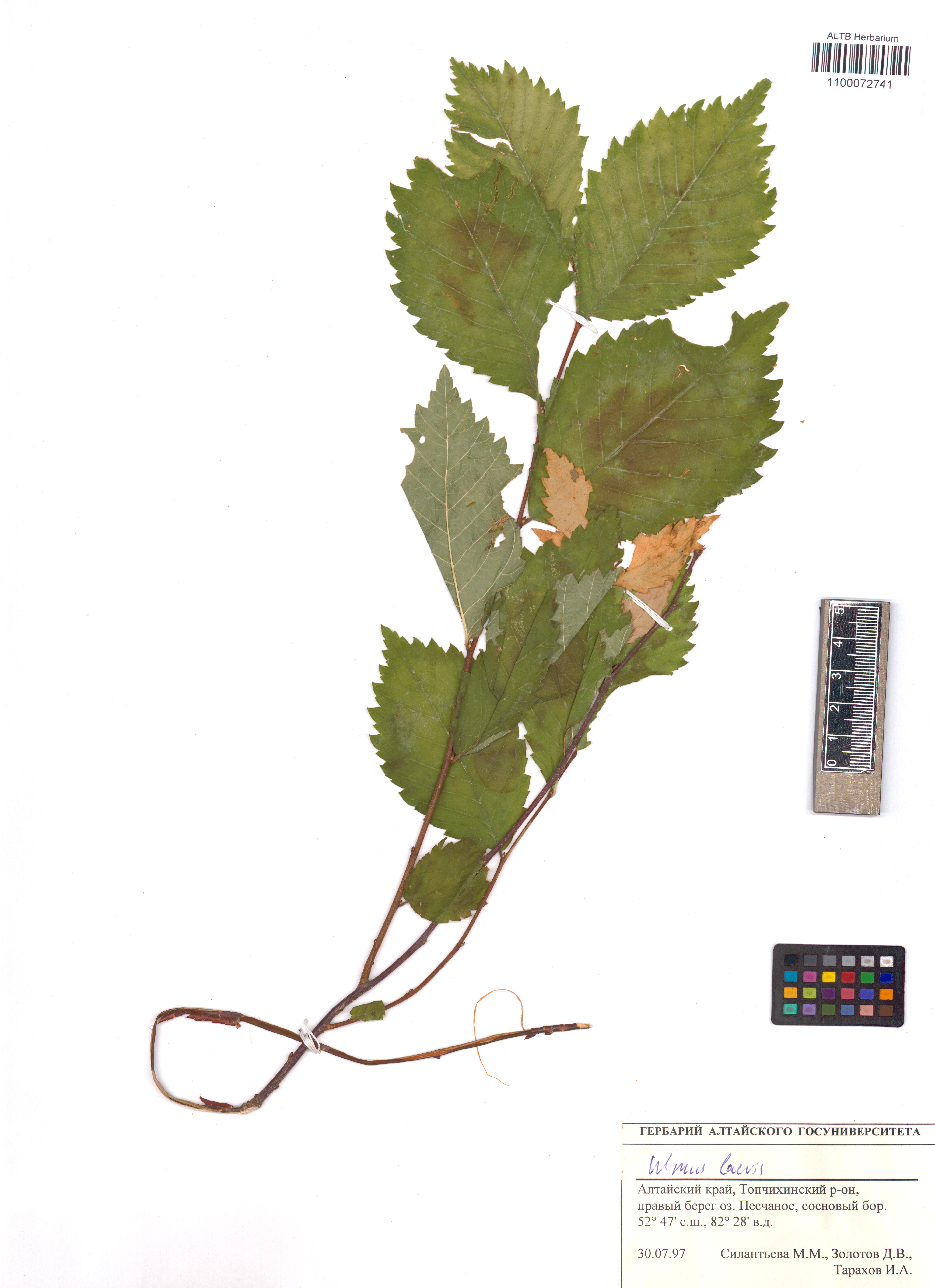 Ulmus laevis Pall.