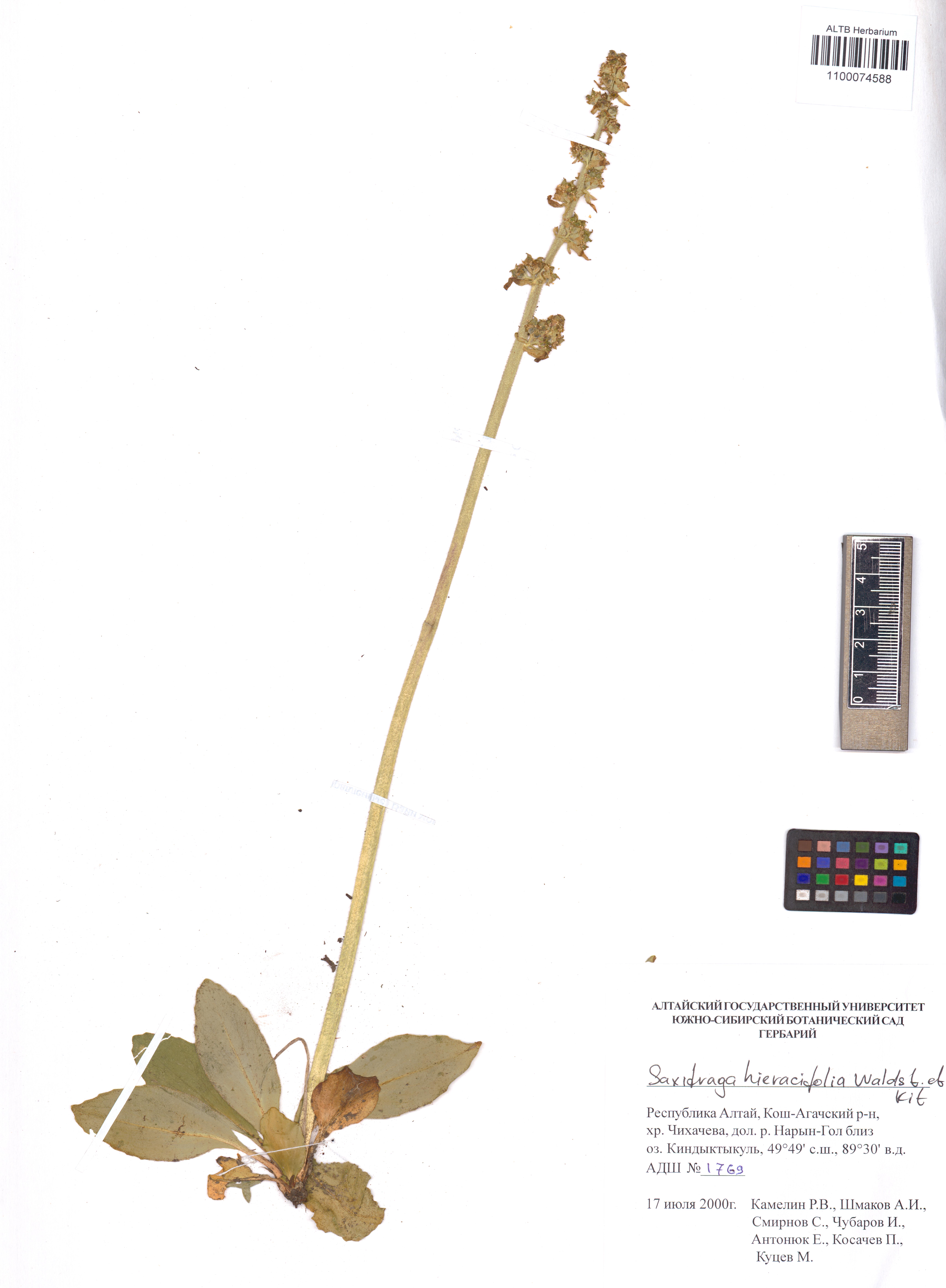 Saxifraga hieraciifolia Waldst. & Kit. ex Willd.