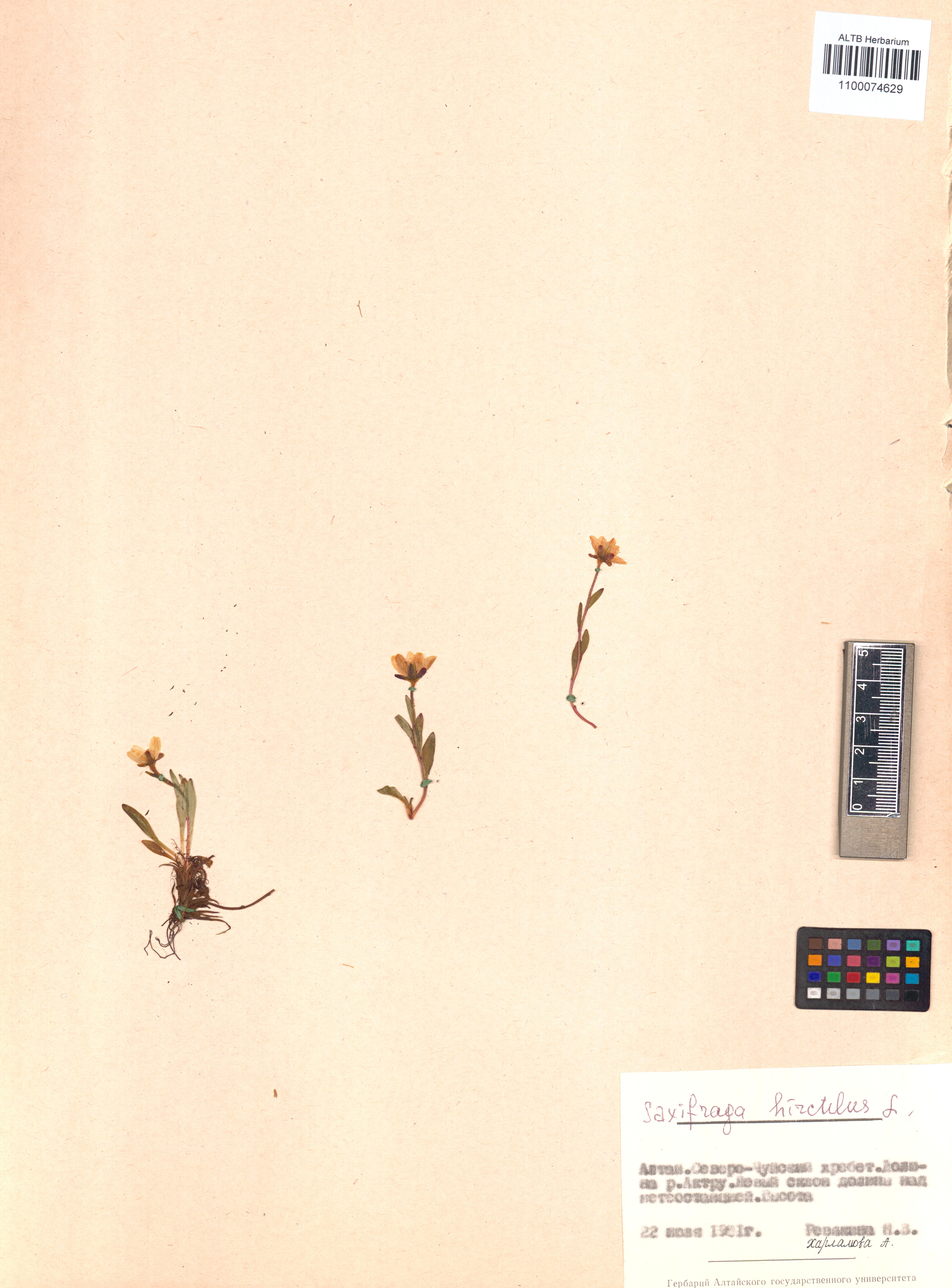 Saxifraga hirculus L.