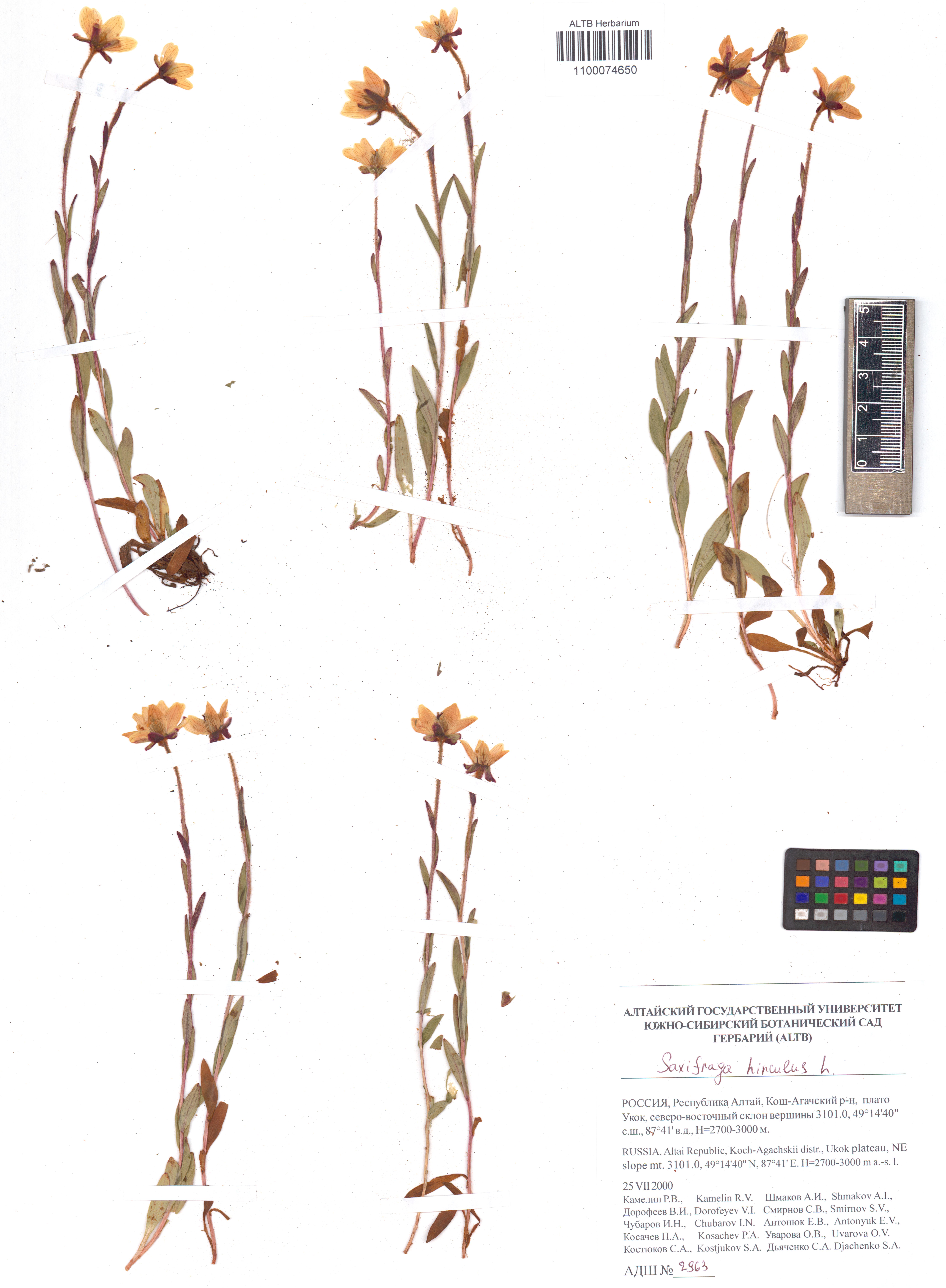 Saxifraga hirculus L.