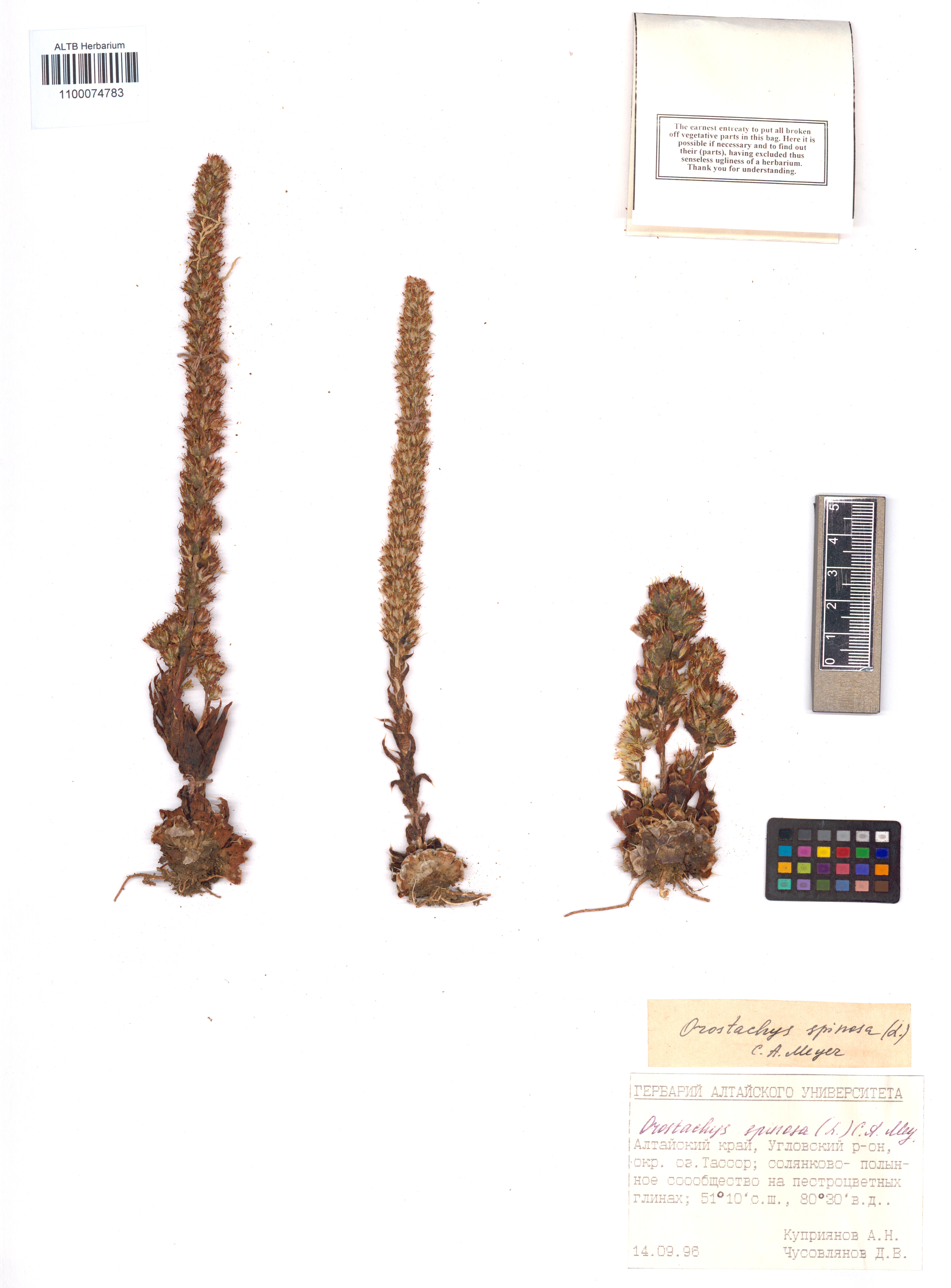 Orostachys spinosa (L.) Sweet