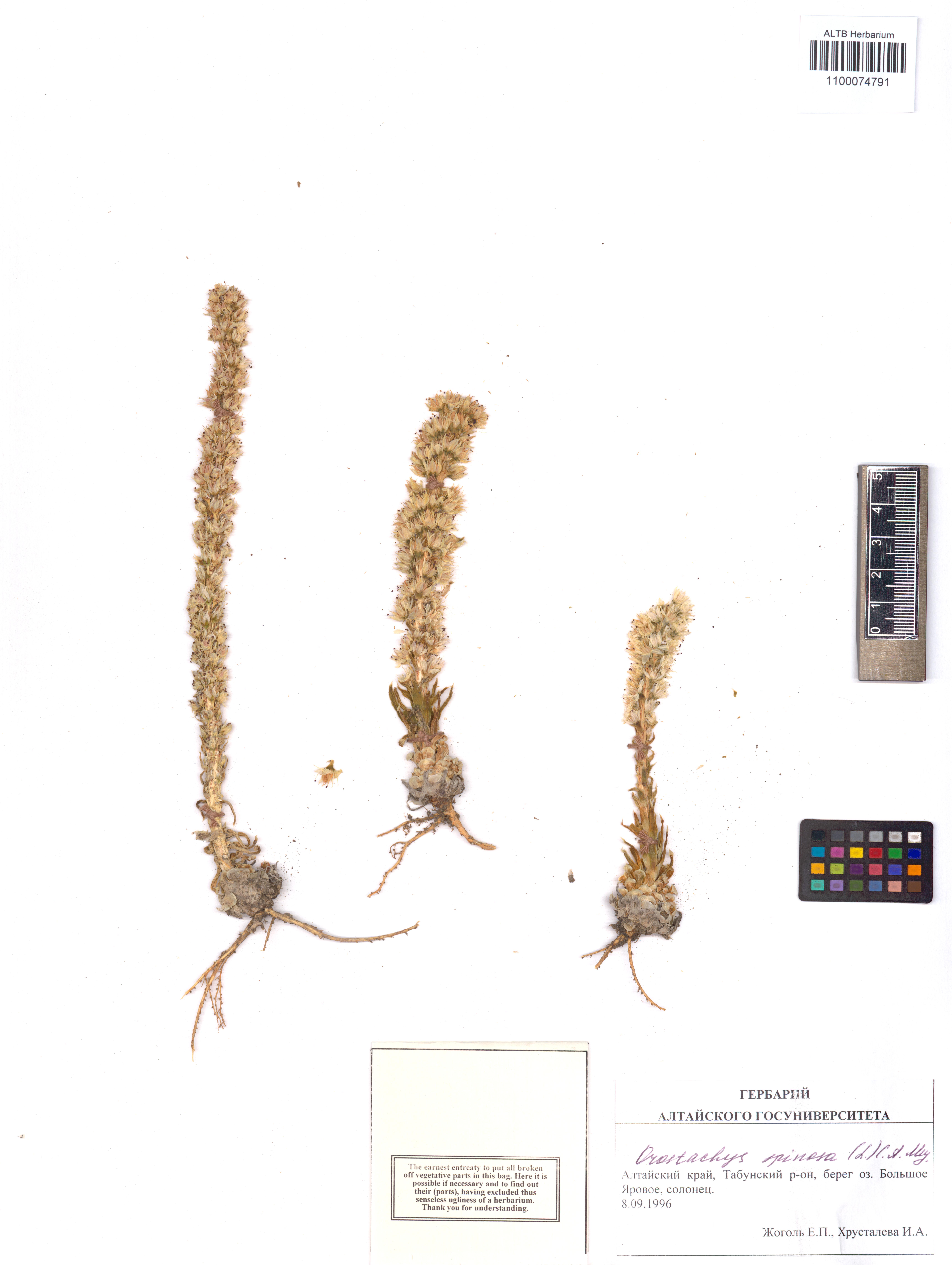 Orostachys spinosa (L.) Sweet