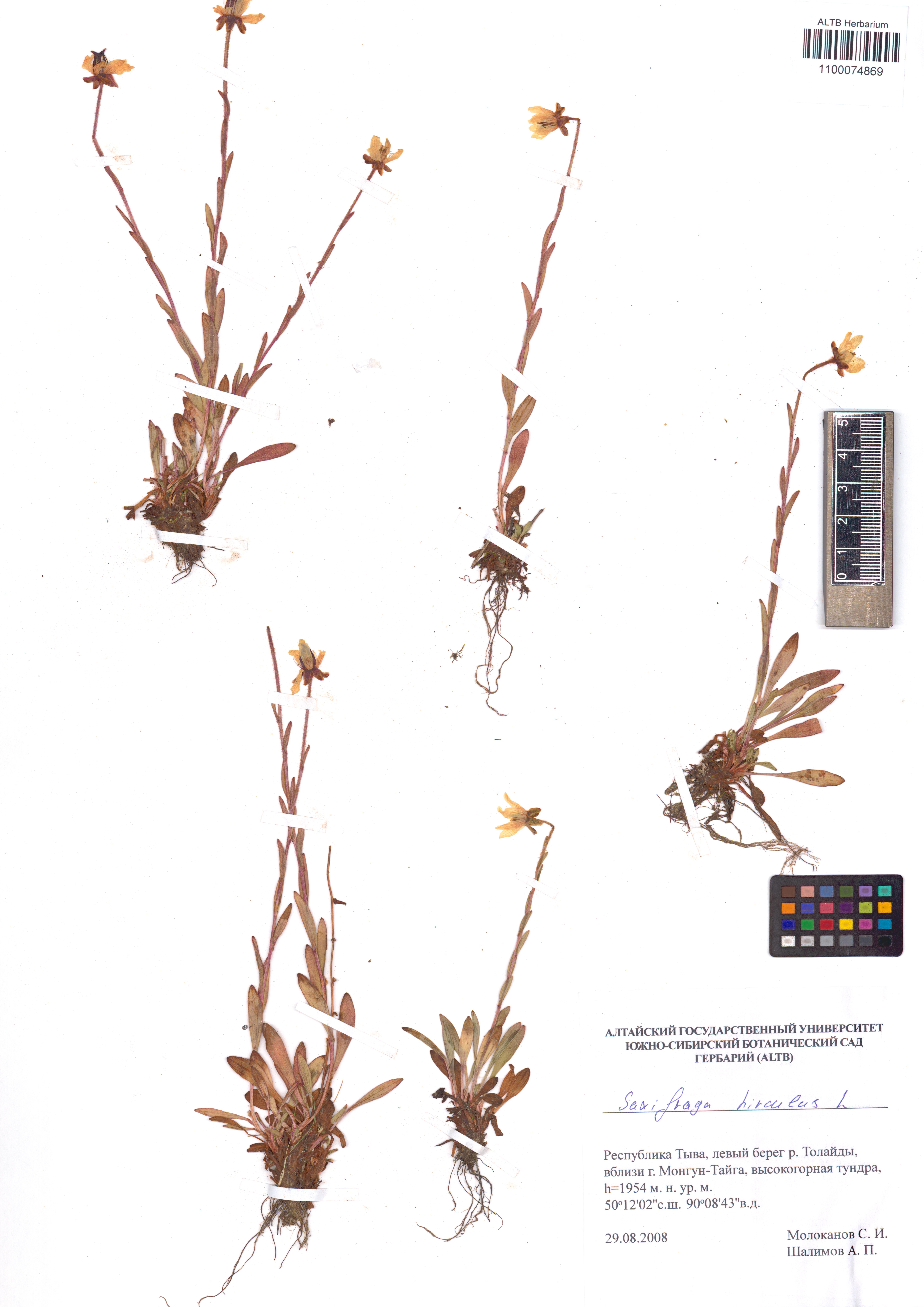 Saxifraga hirculus L.