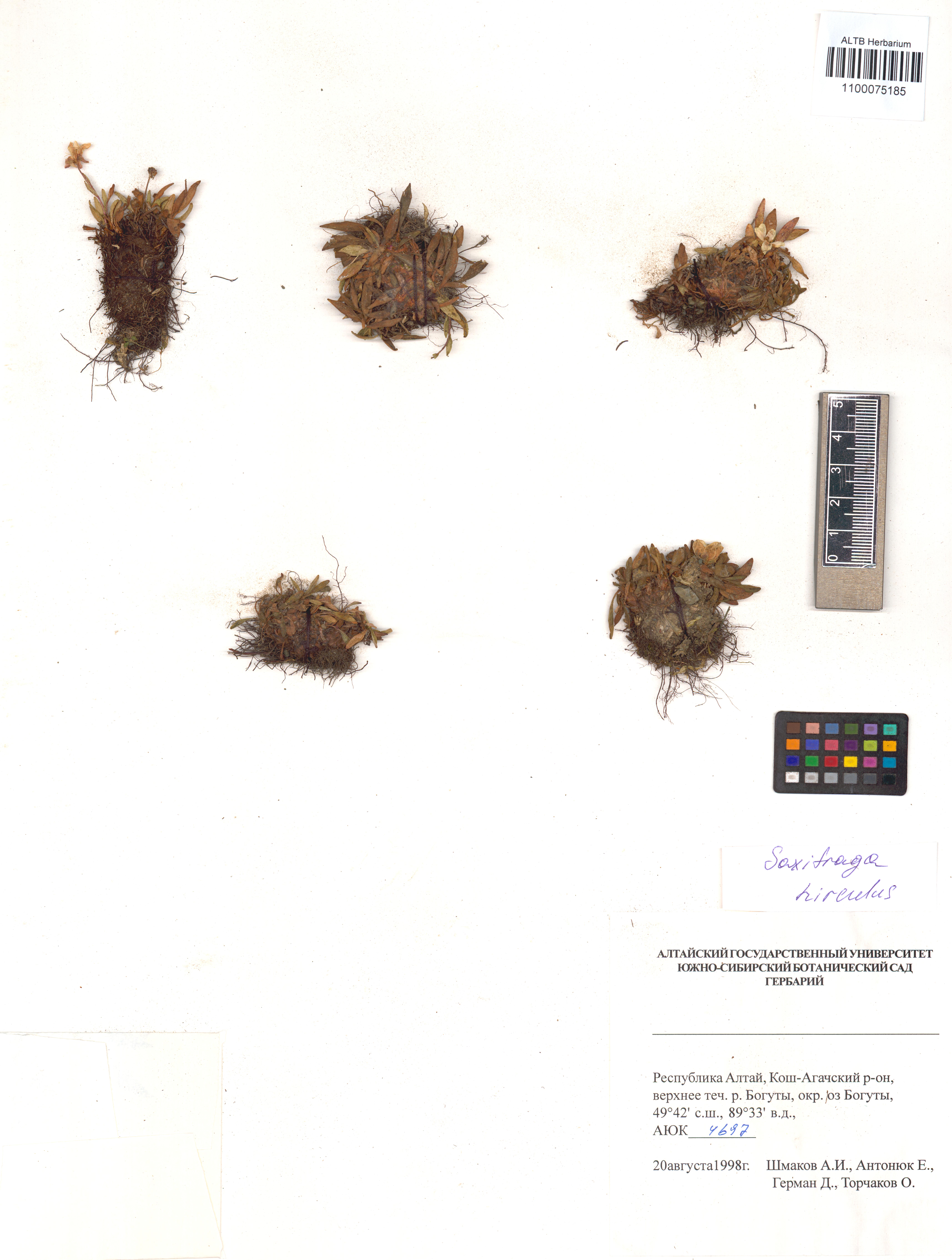 Saxifraga hirculus L.