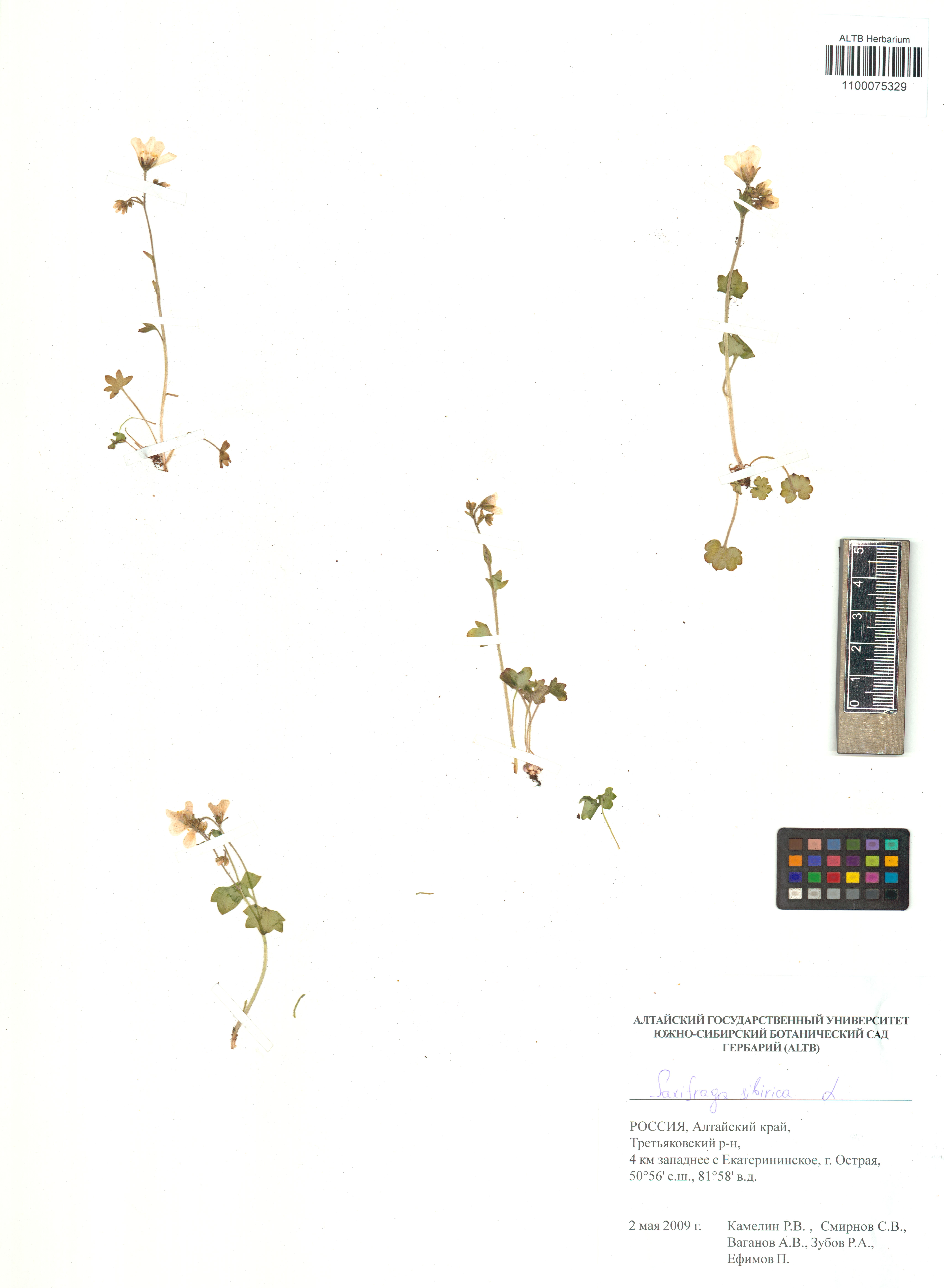 Saxifraga sibirica L.