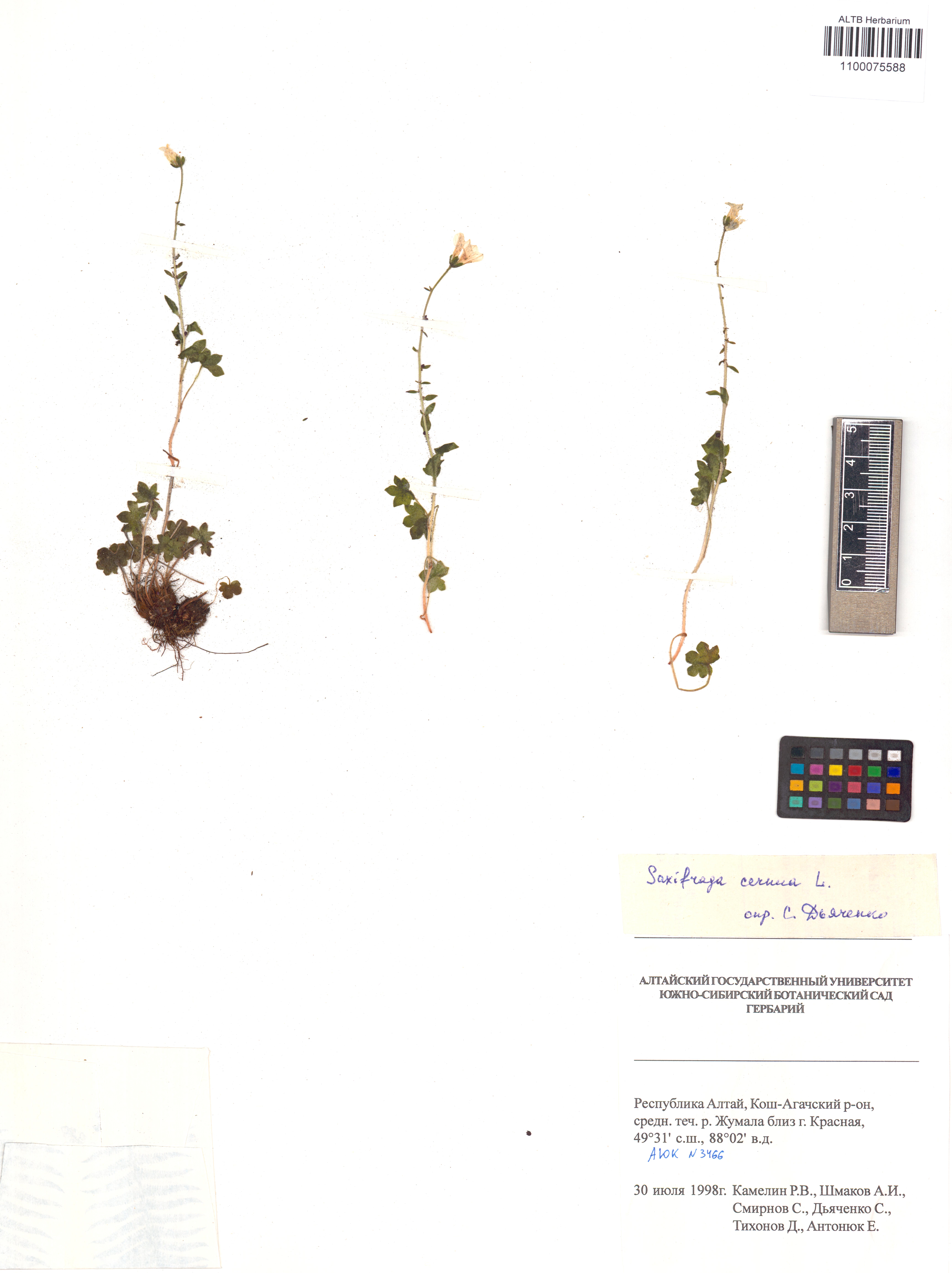 Saxifraga cernua L.