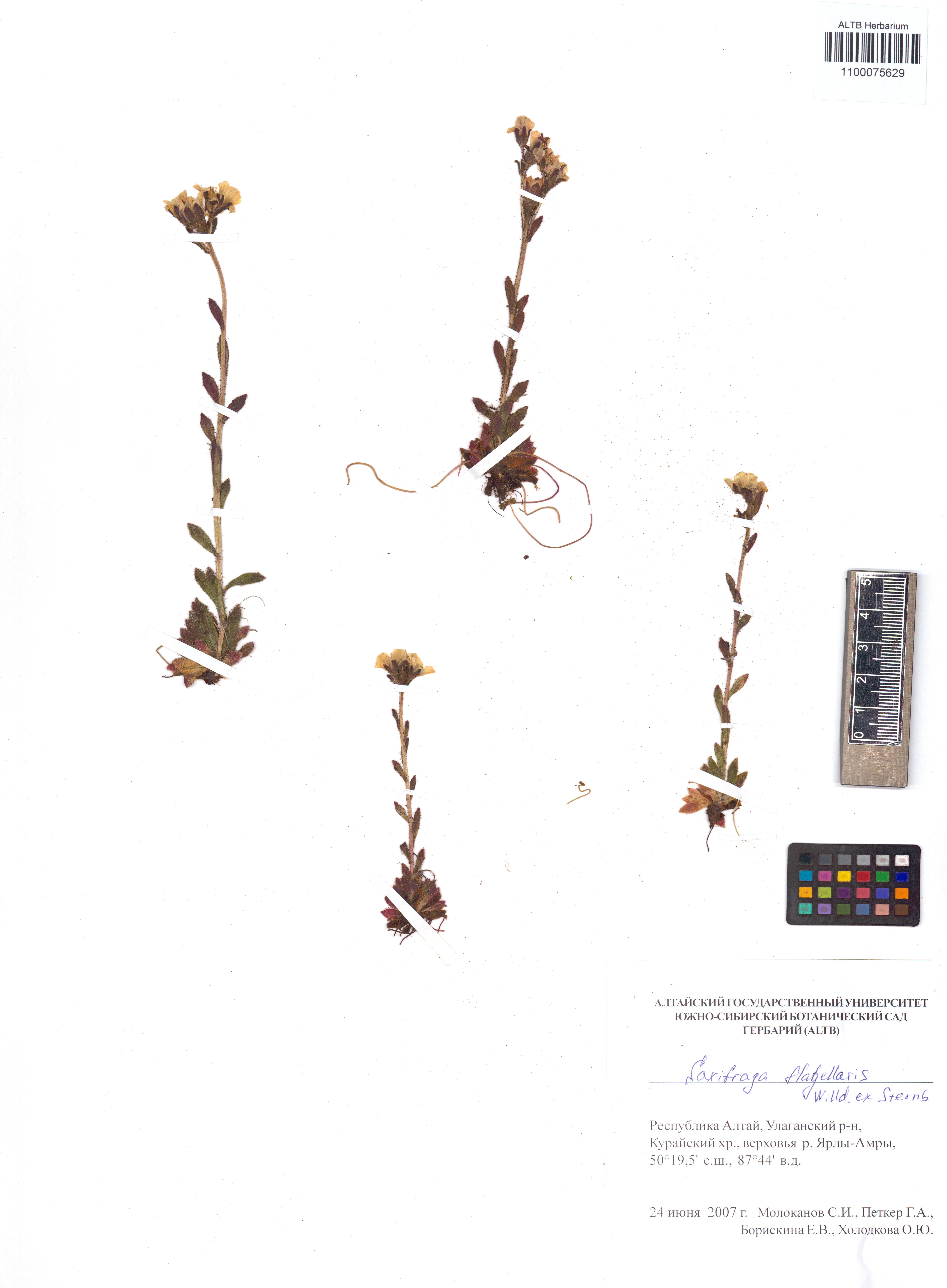 Saxifraga flagellaris Sternb. & Willd.