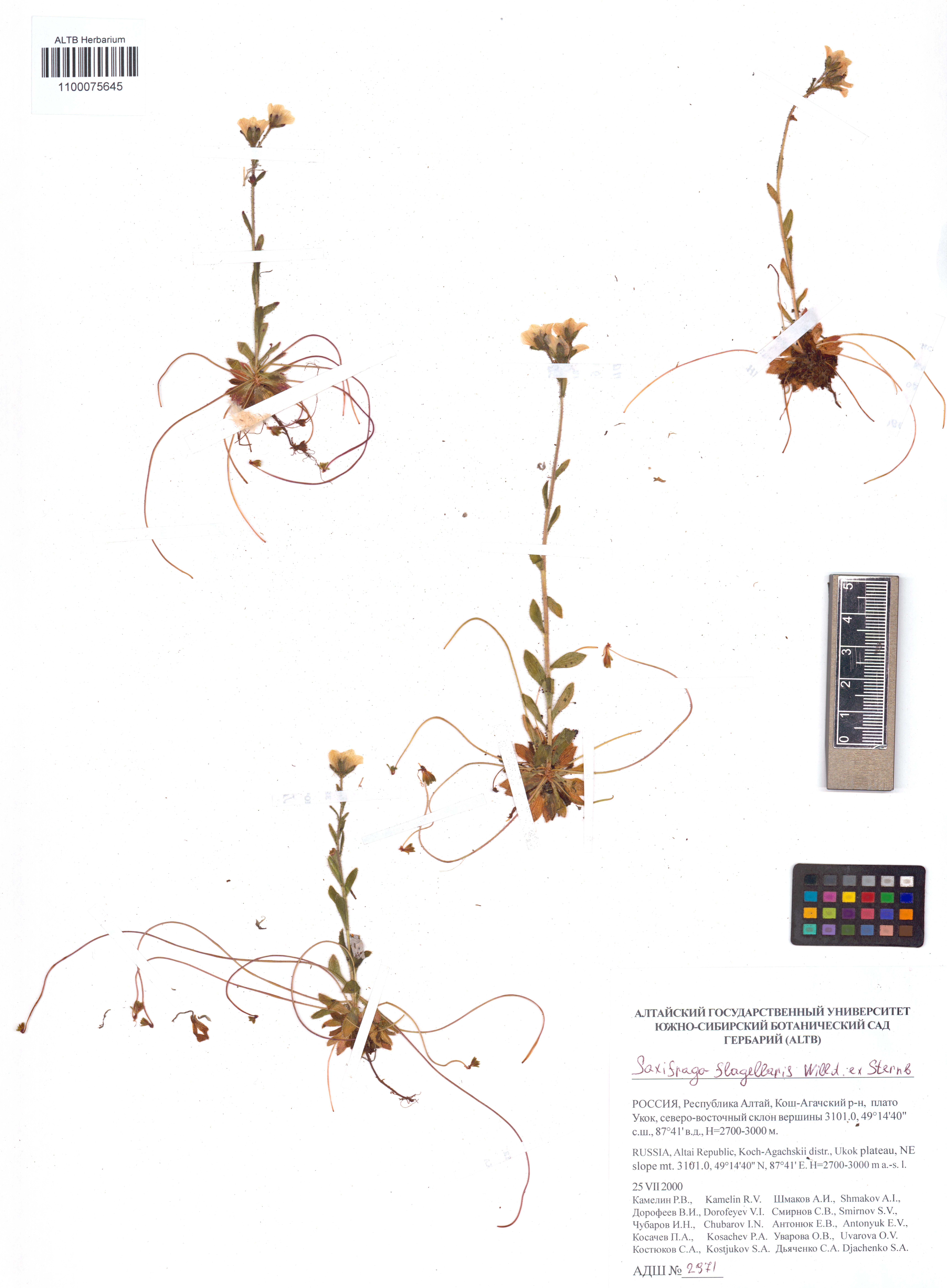 Saxifraga flagellaris Sternb. & Willd.