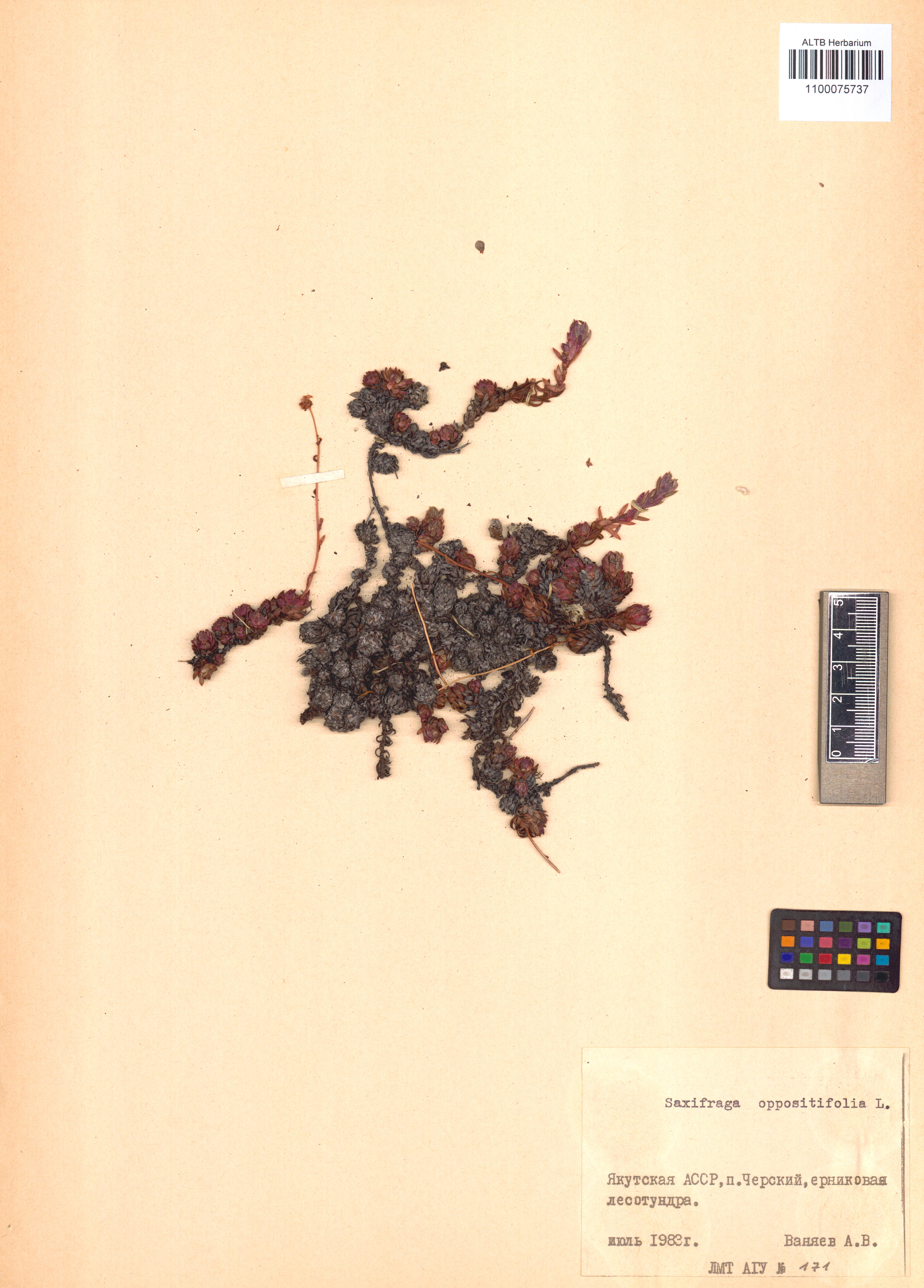 Saxifraga oppositifolia L.