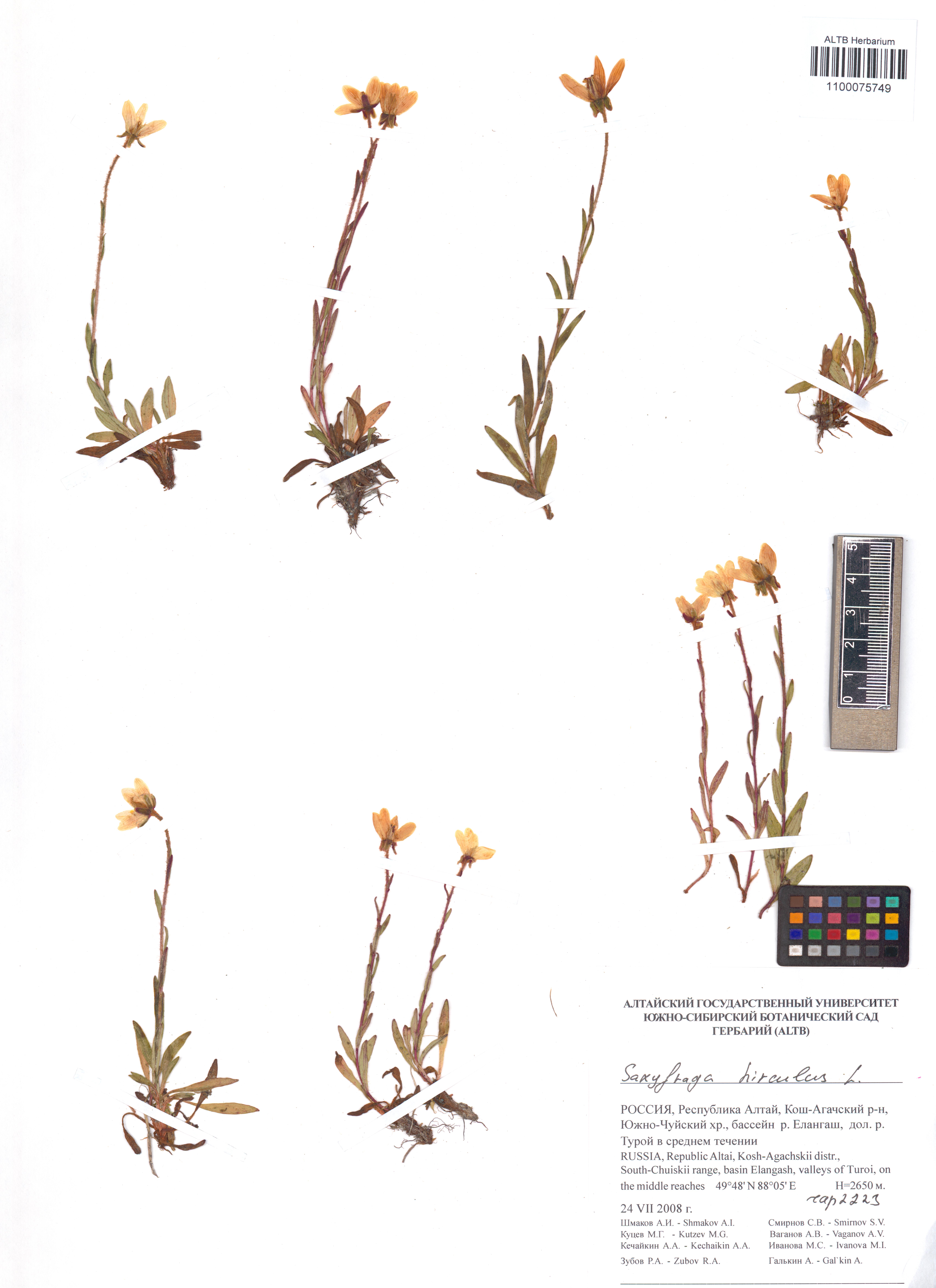 Saxifraga hirculus L.