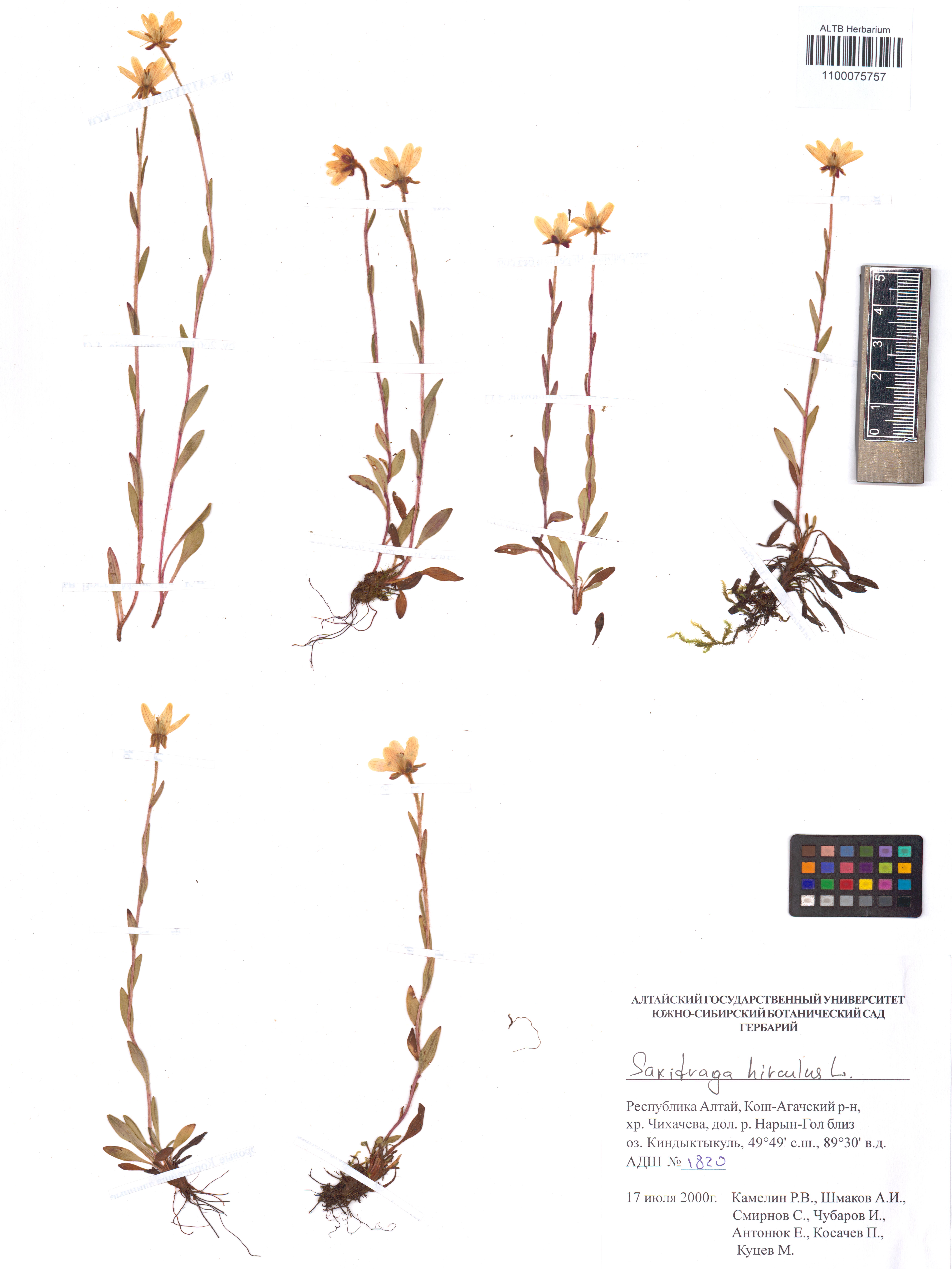 Saxifraga hirculus L.