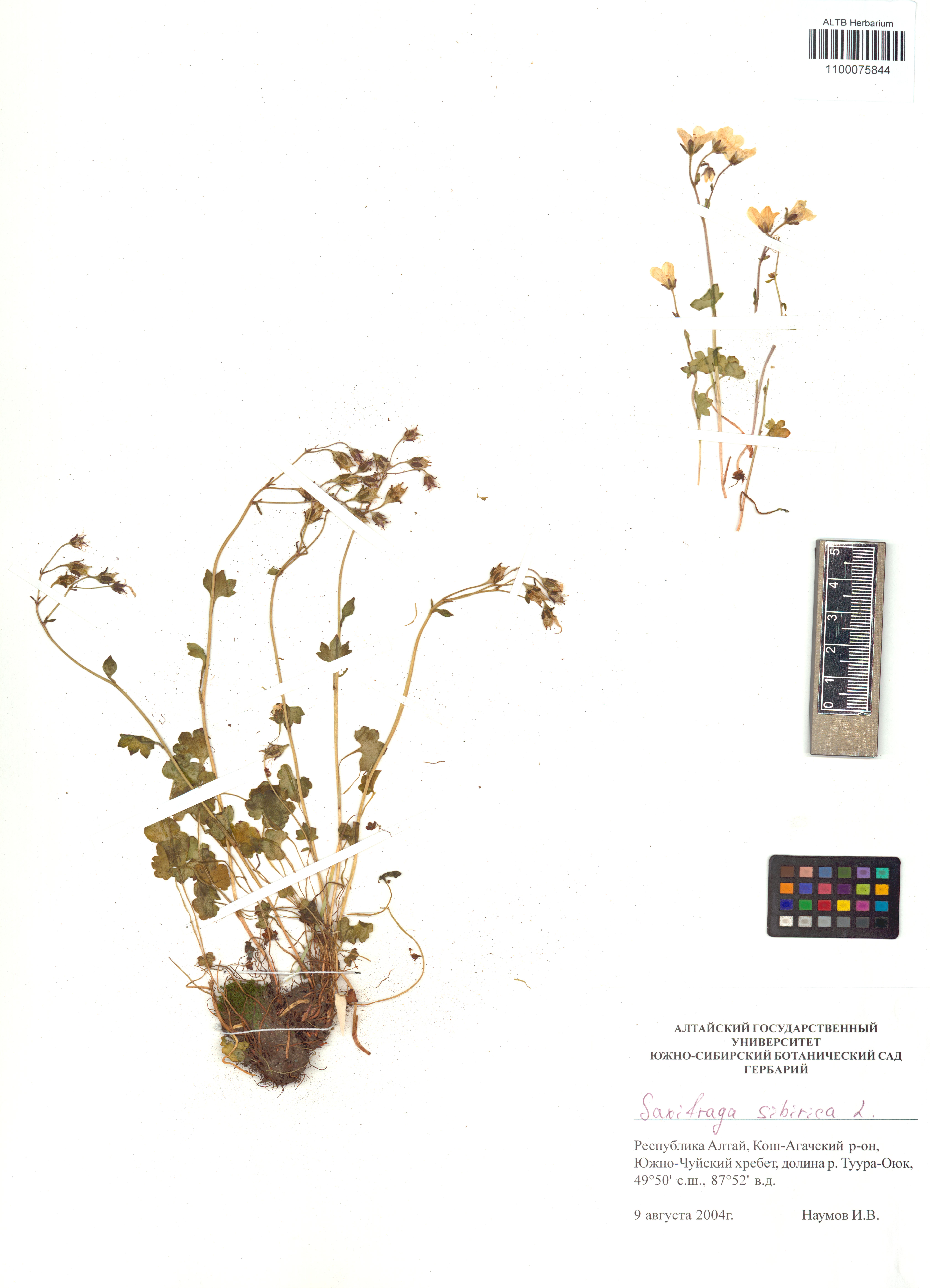 Saxifraga sibirica L.