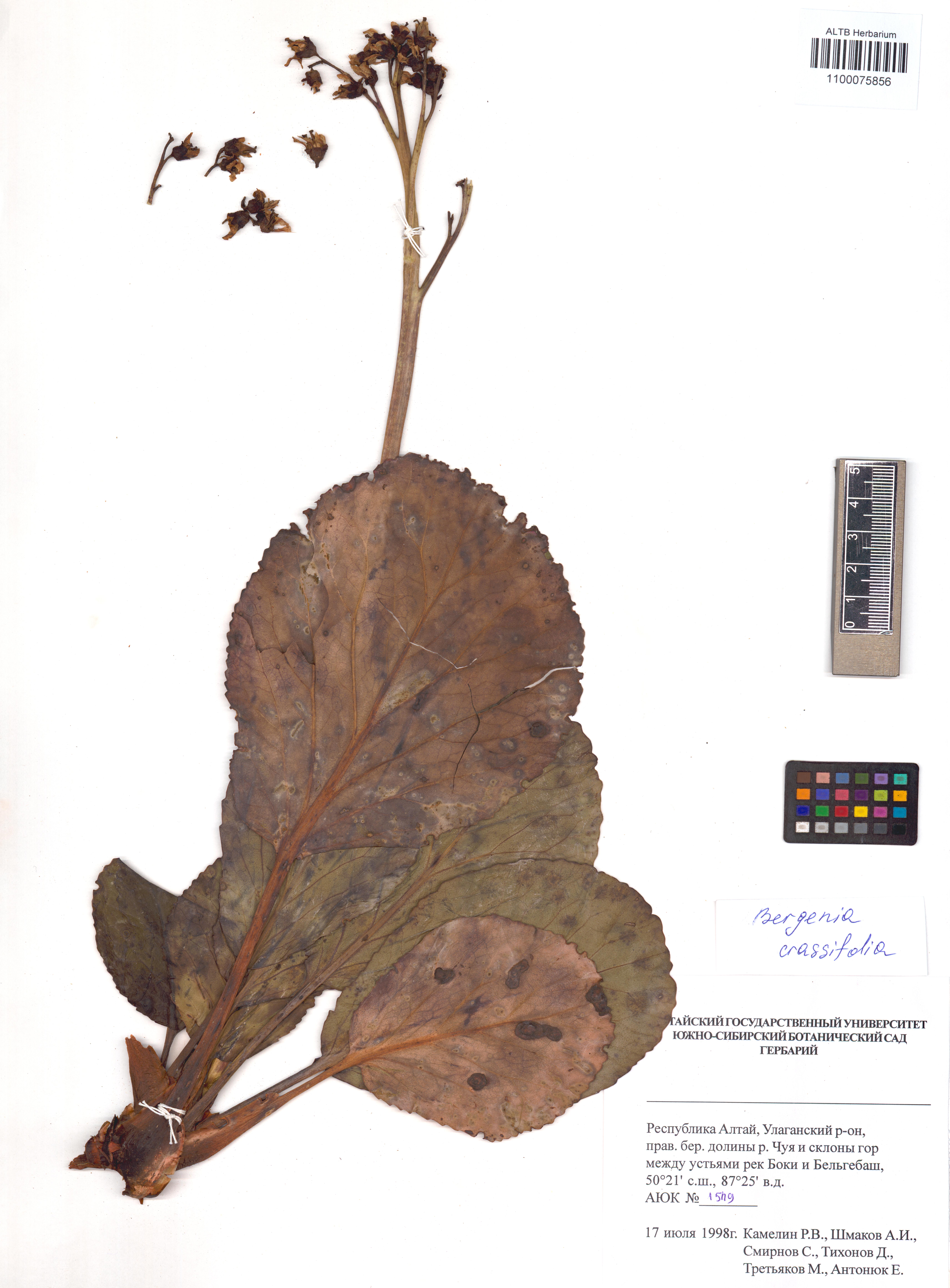 Bergenia crassifolia (L.) Fritsch