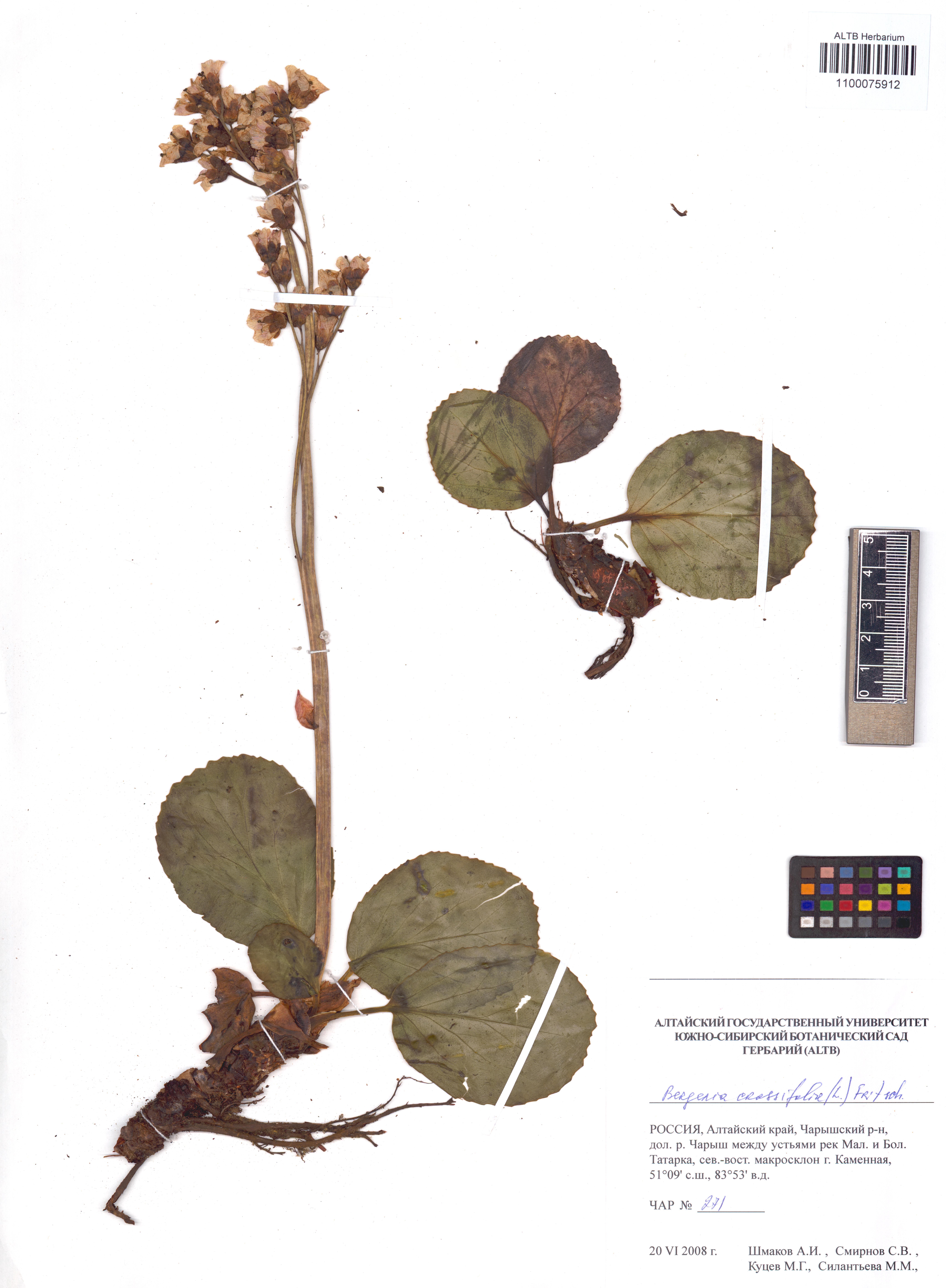 Bergenia crassifolia (L.) Fritsch
