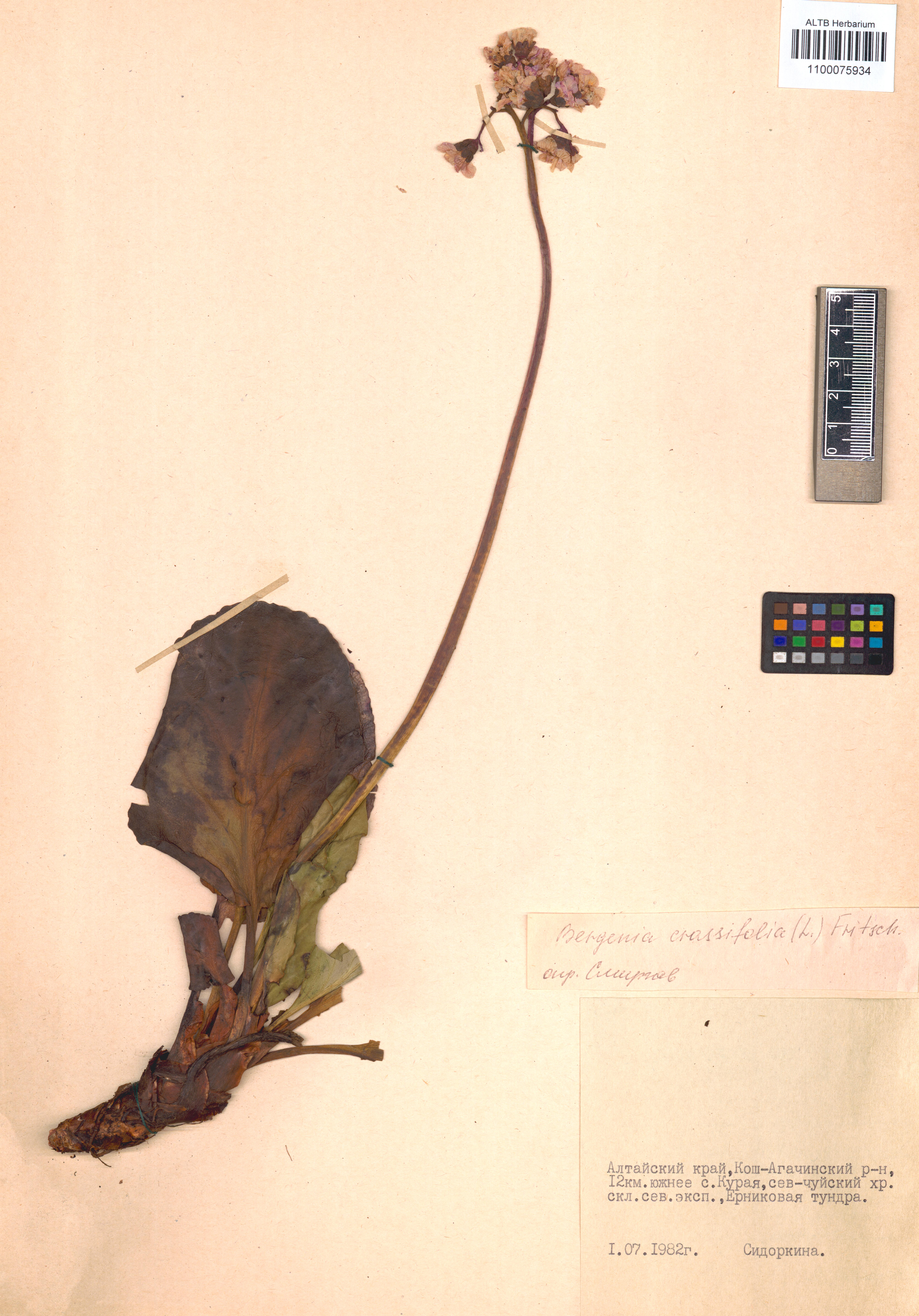 Bergenia crassifolia (L.) Fritsch