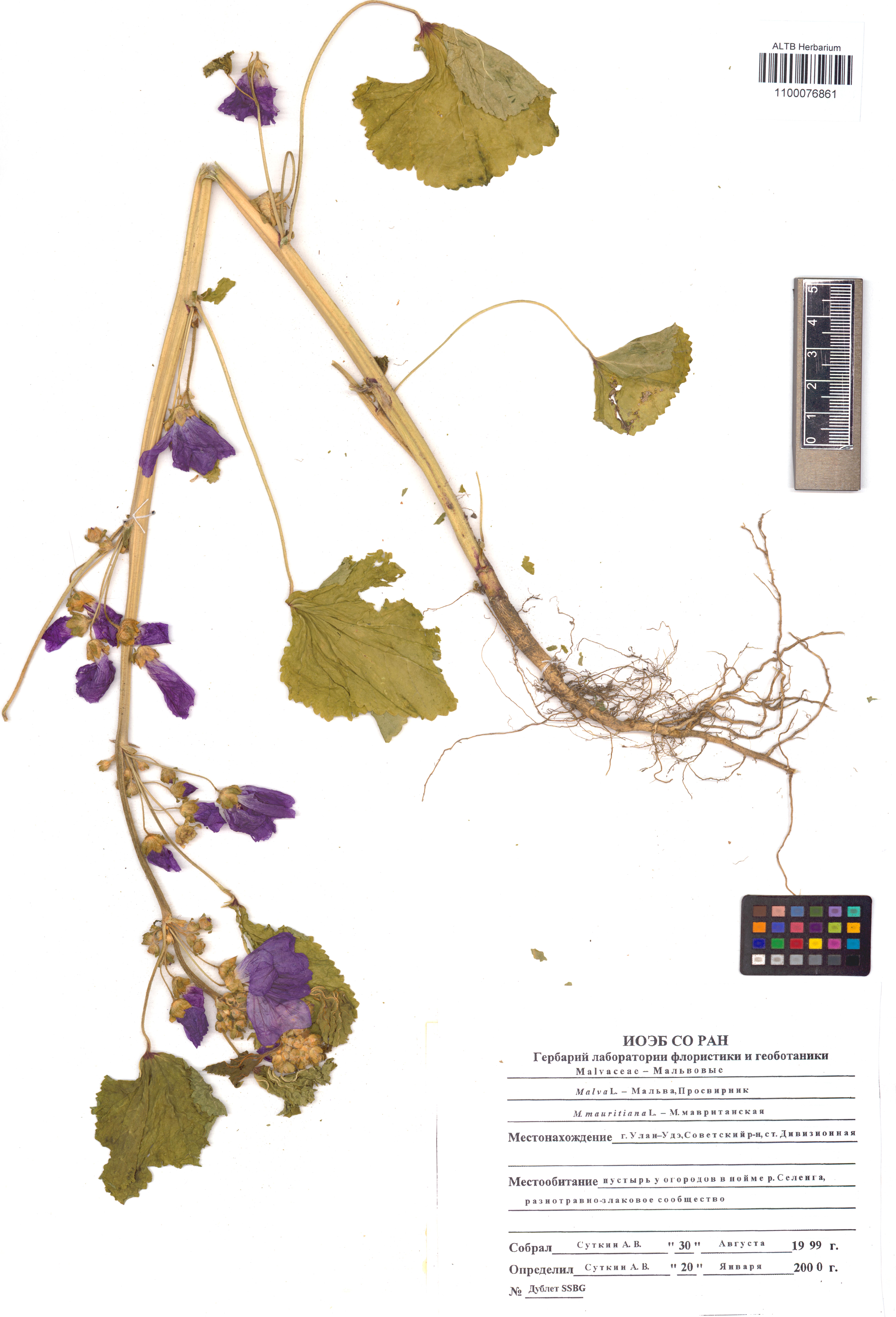 Malva mauritiana L.
