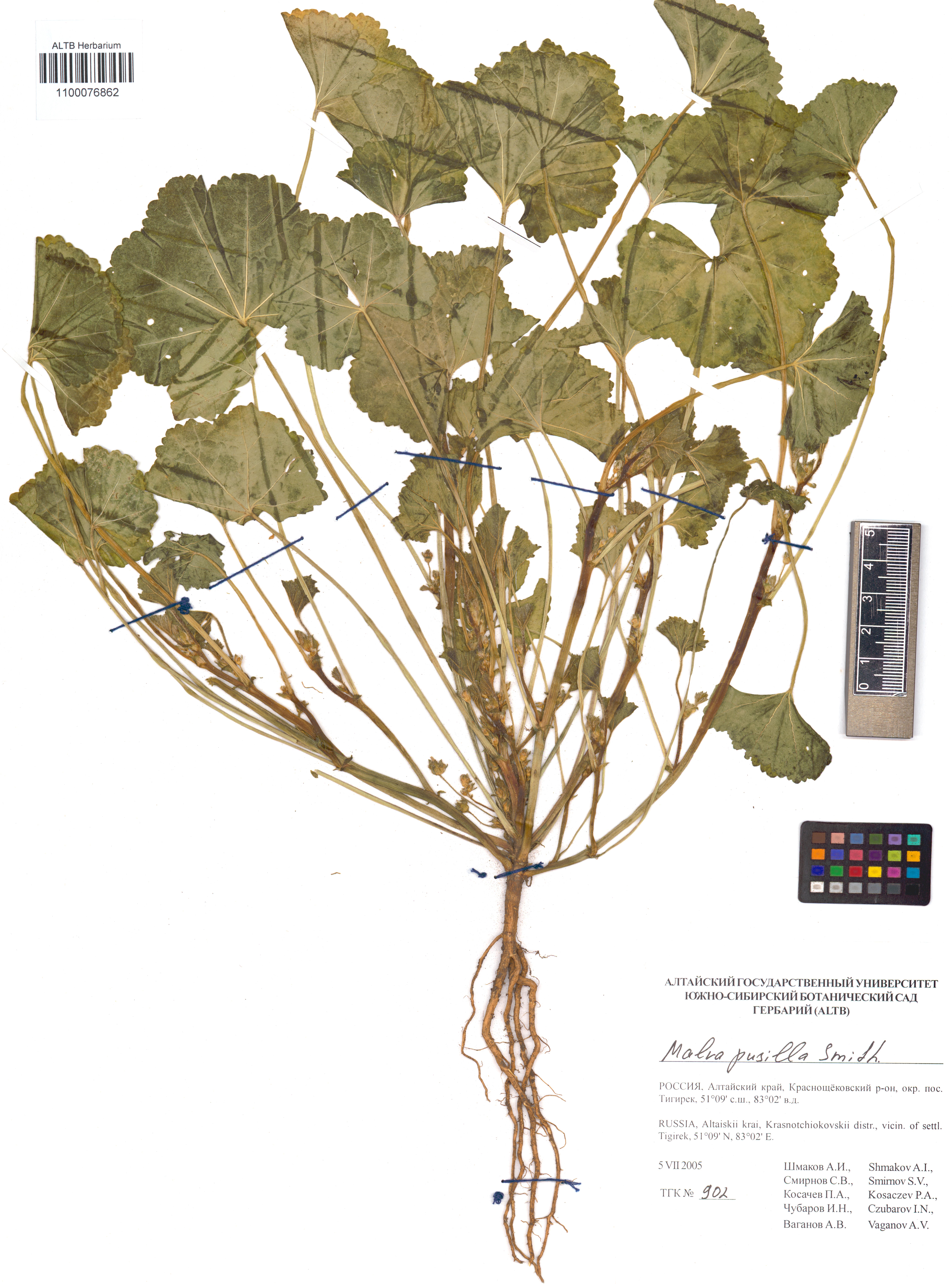 Malva pusilla Sm.