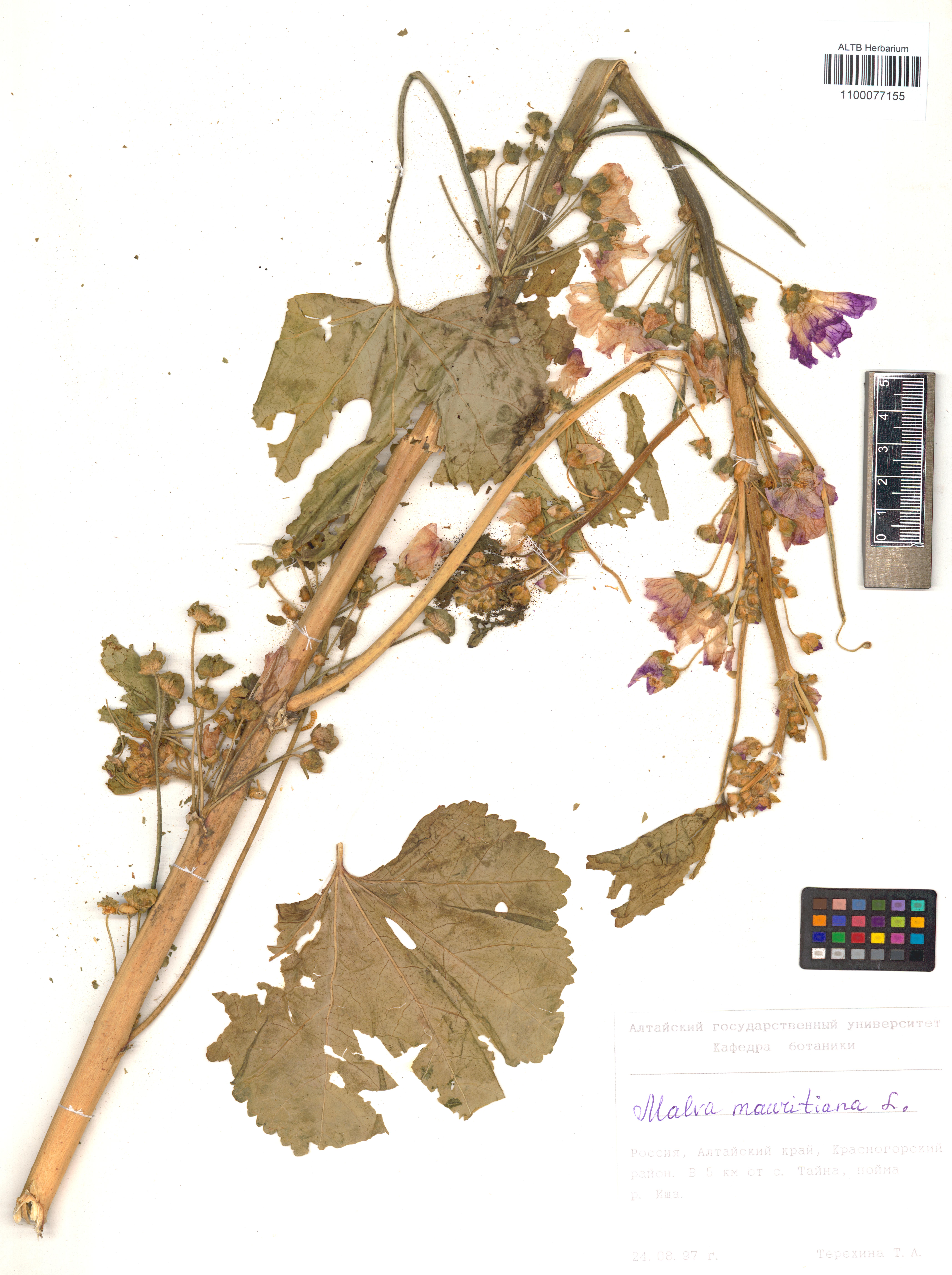 Malva mauritiana L.