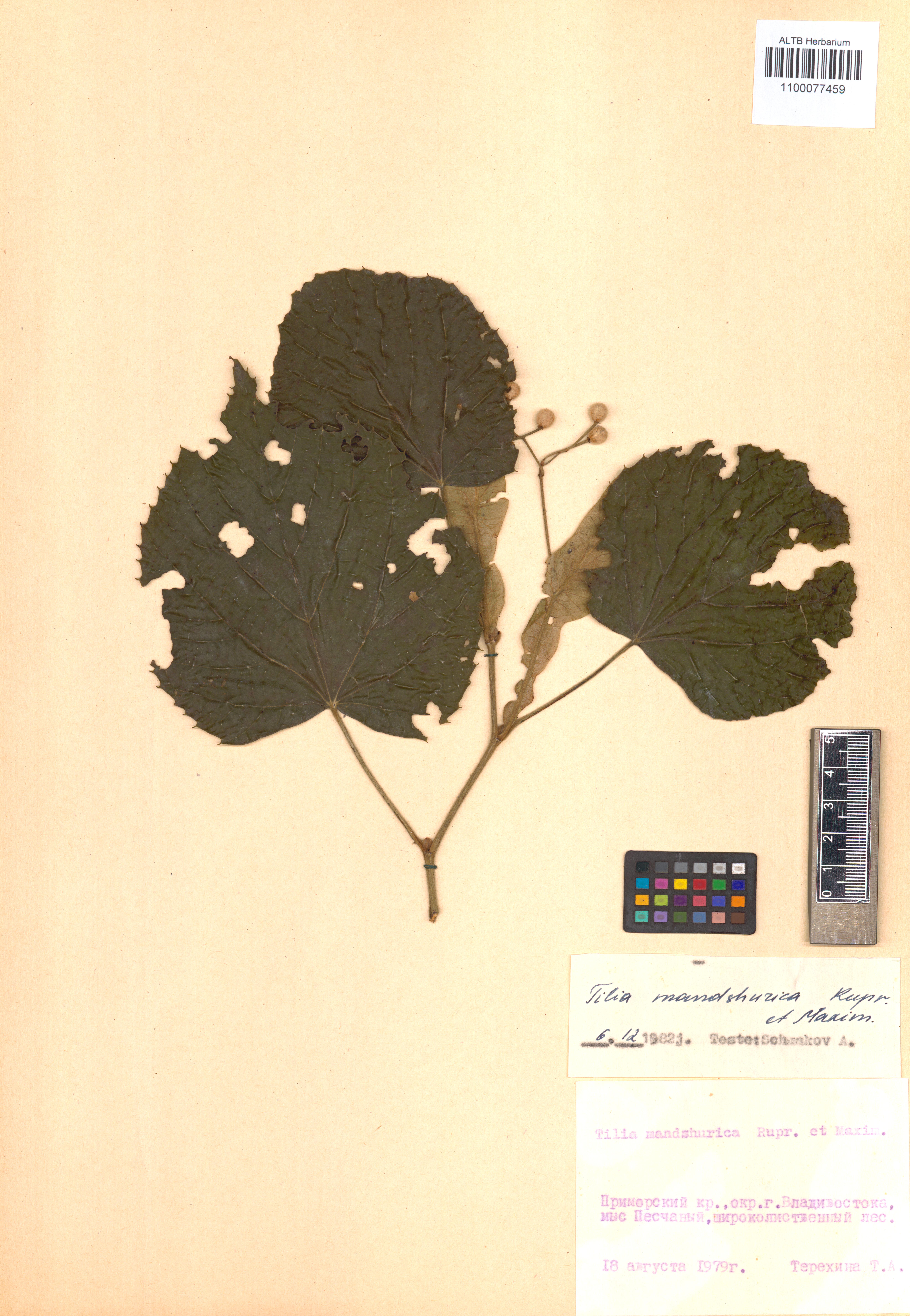 Tilia mandshurica Rupr. & Maxim.