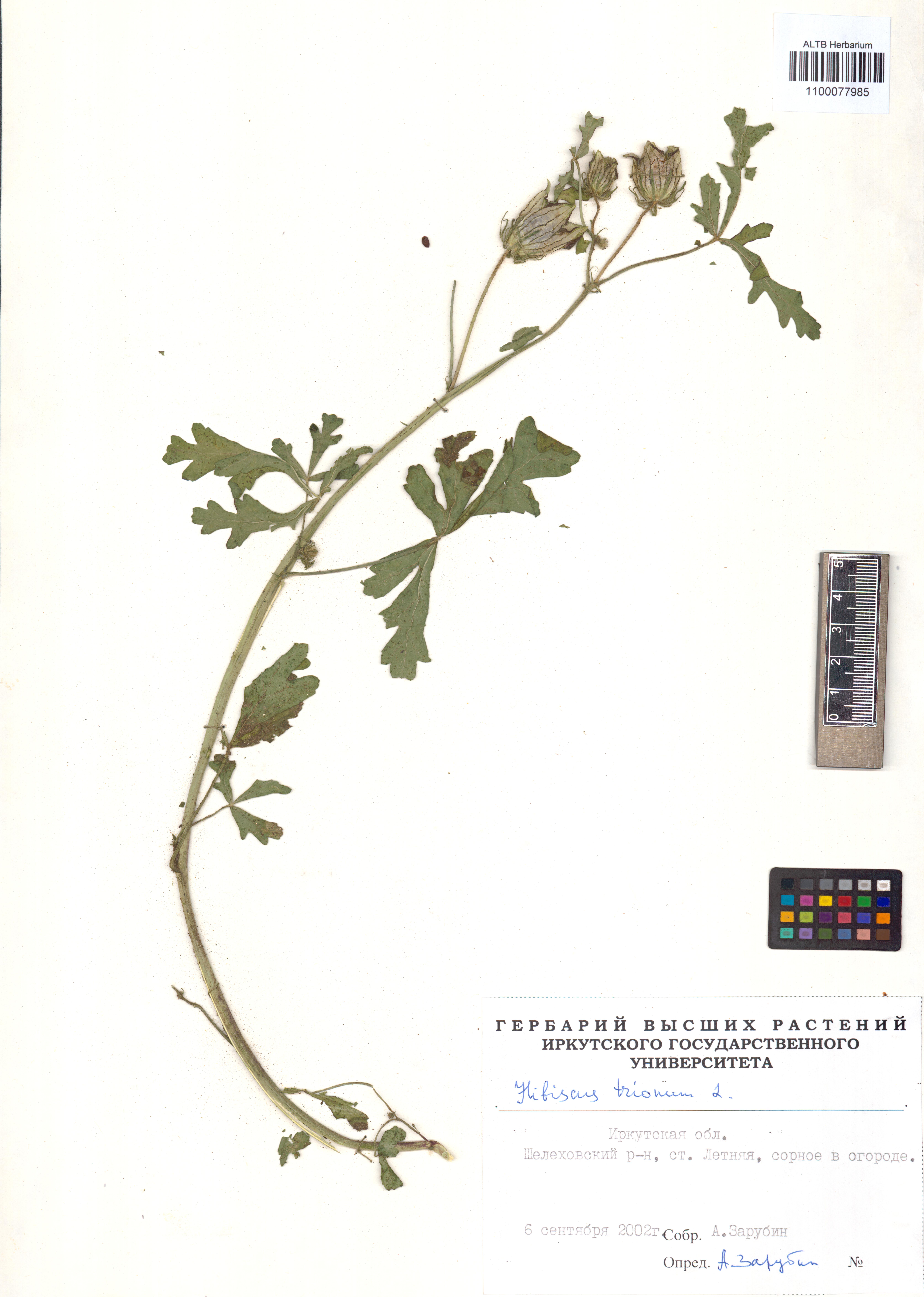 Hibiscus trionum L.