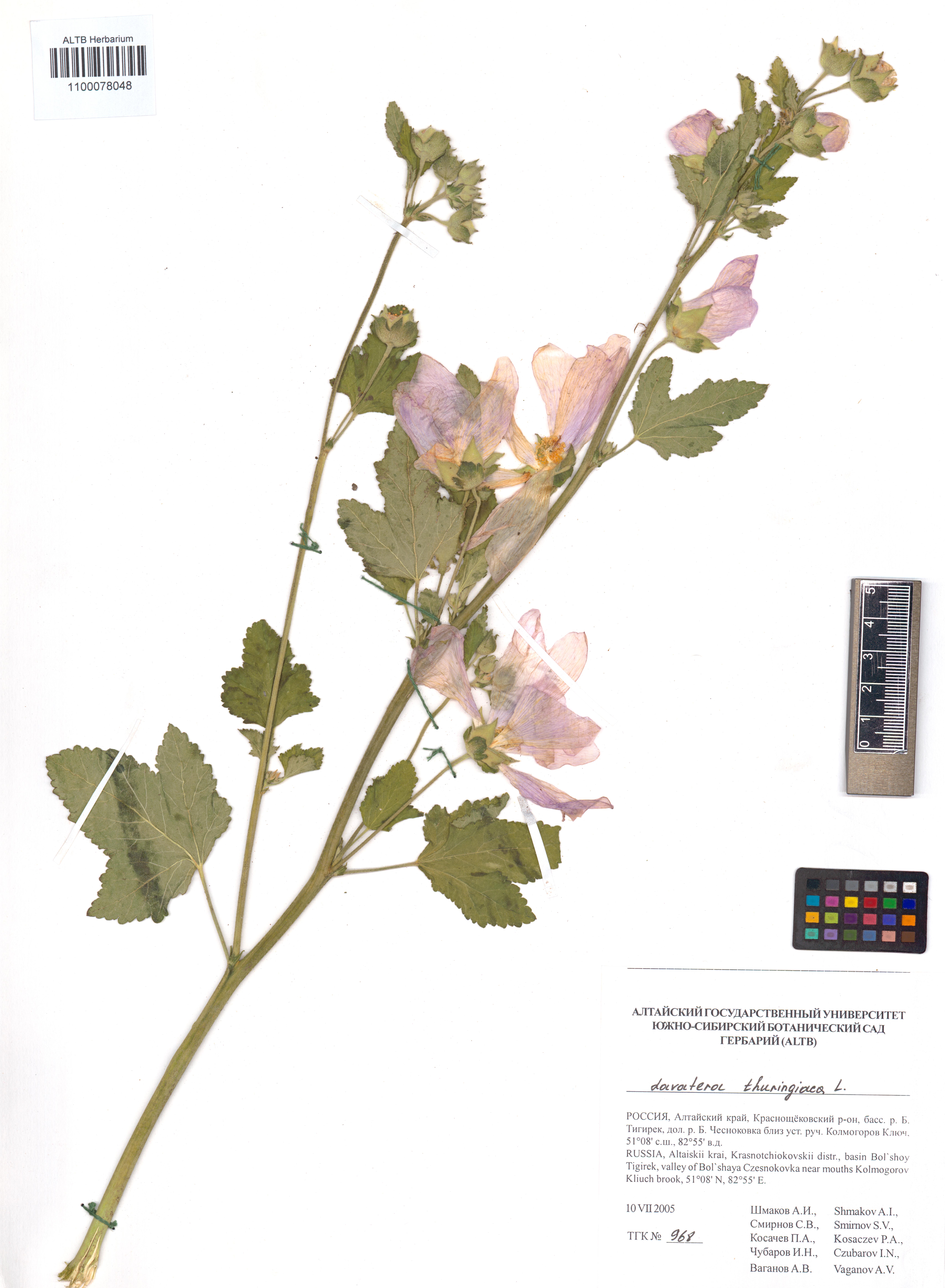 Lavatera thuringiaca L.