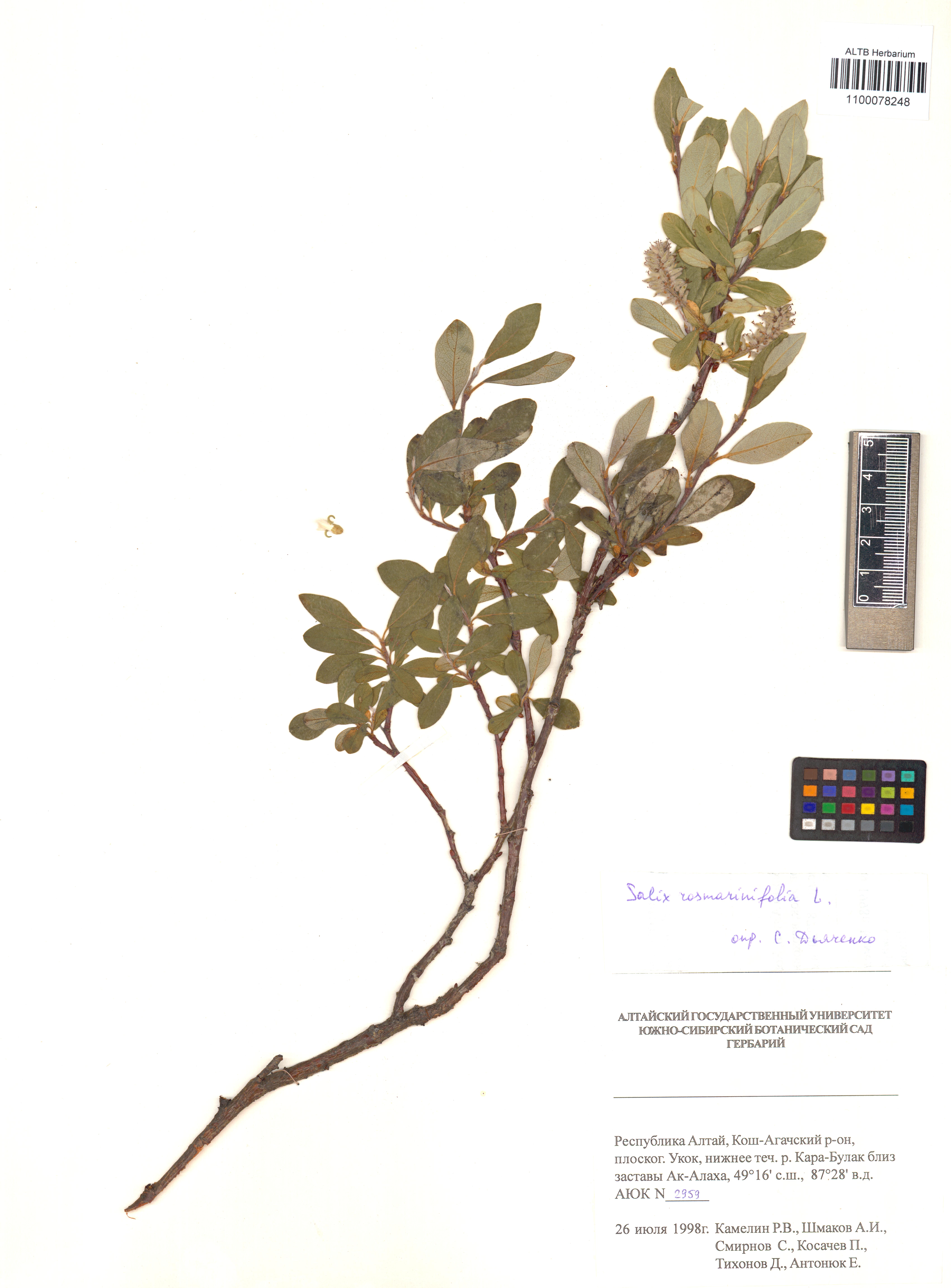 Salix rosmarinifolia L.