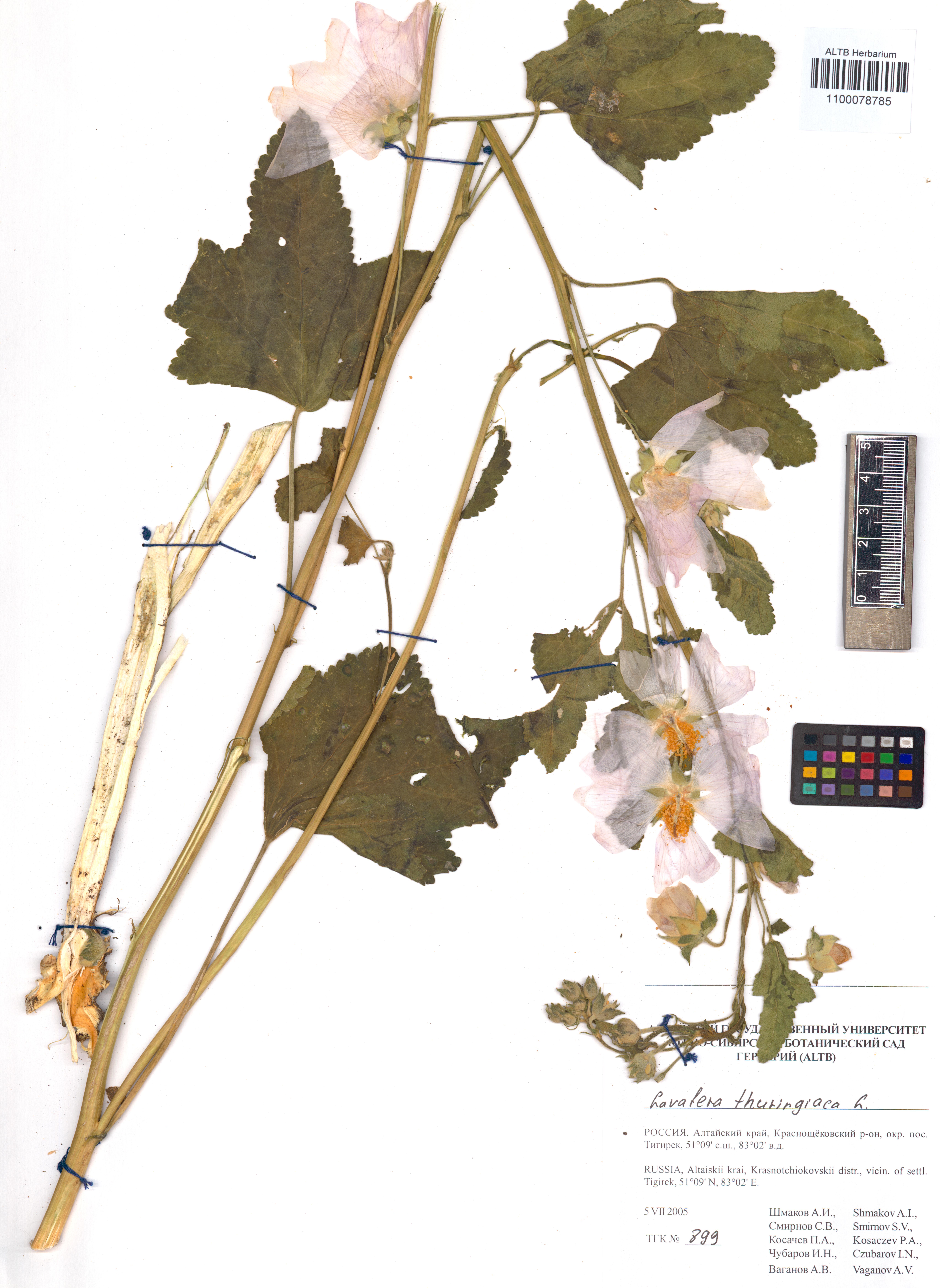 Lavatera thuringiaca L.