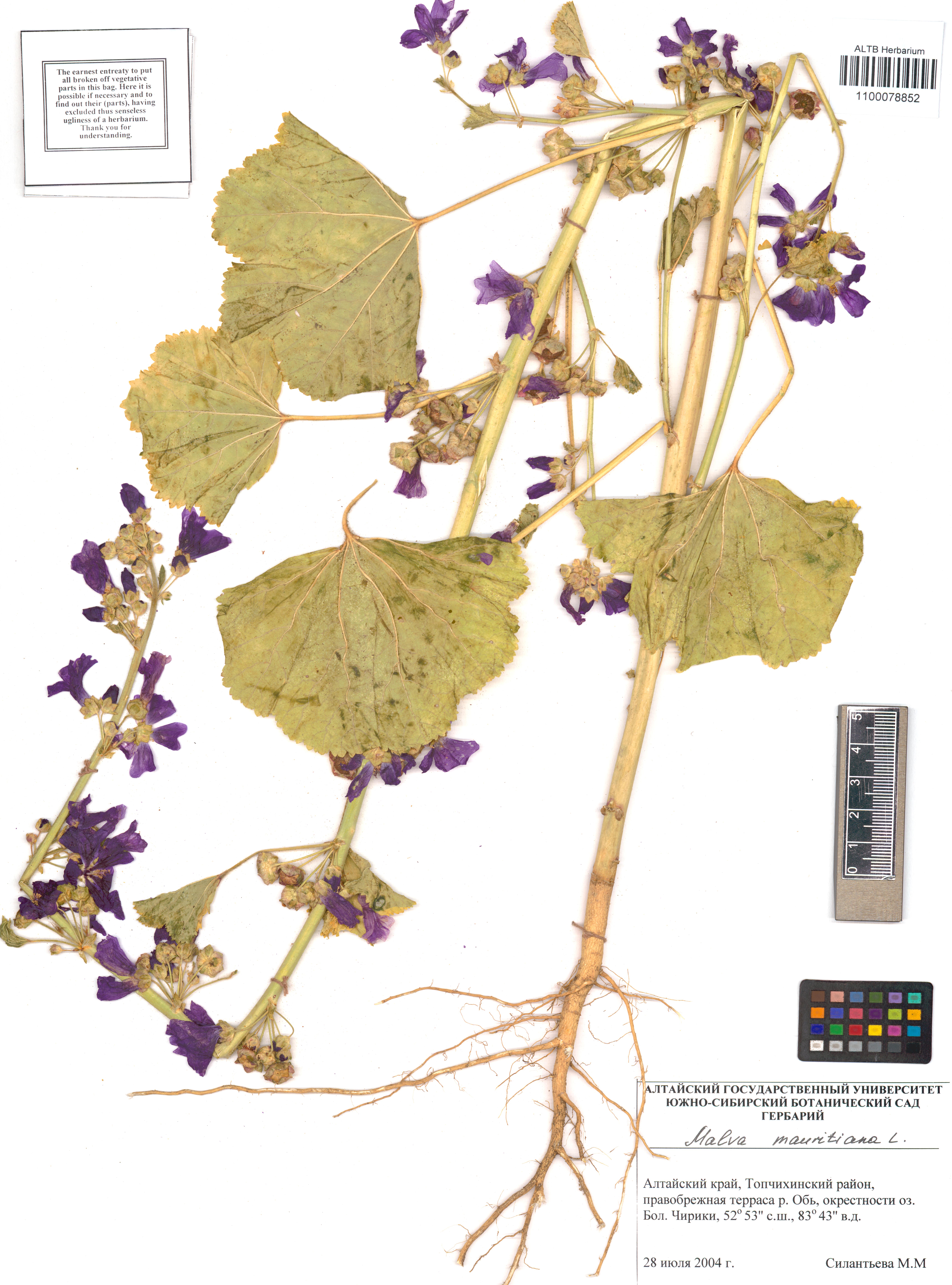 Malva mauritiana L.